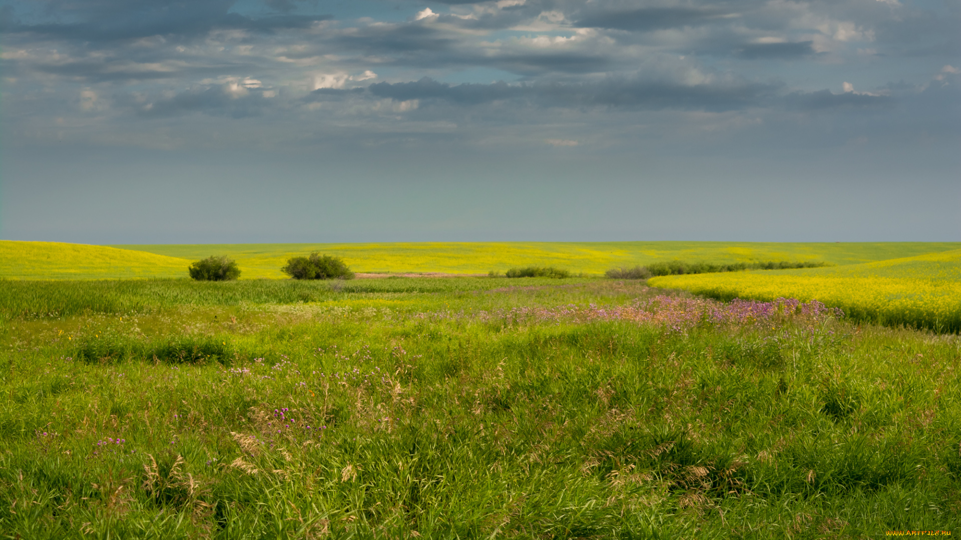 природа, поля, простор