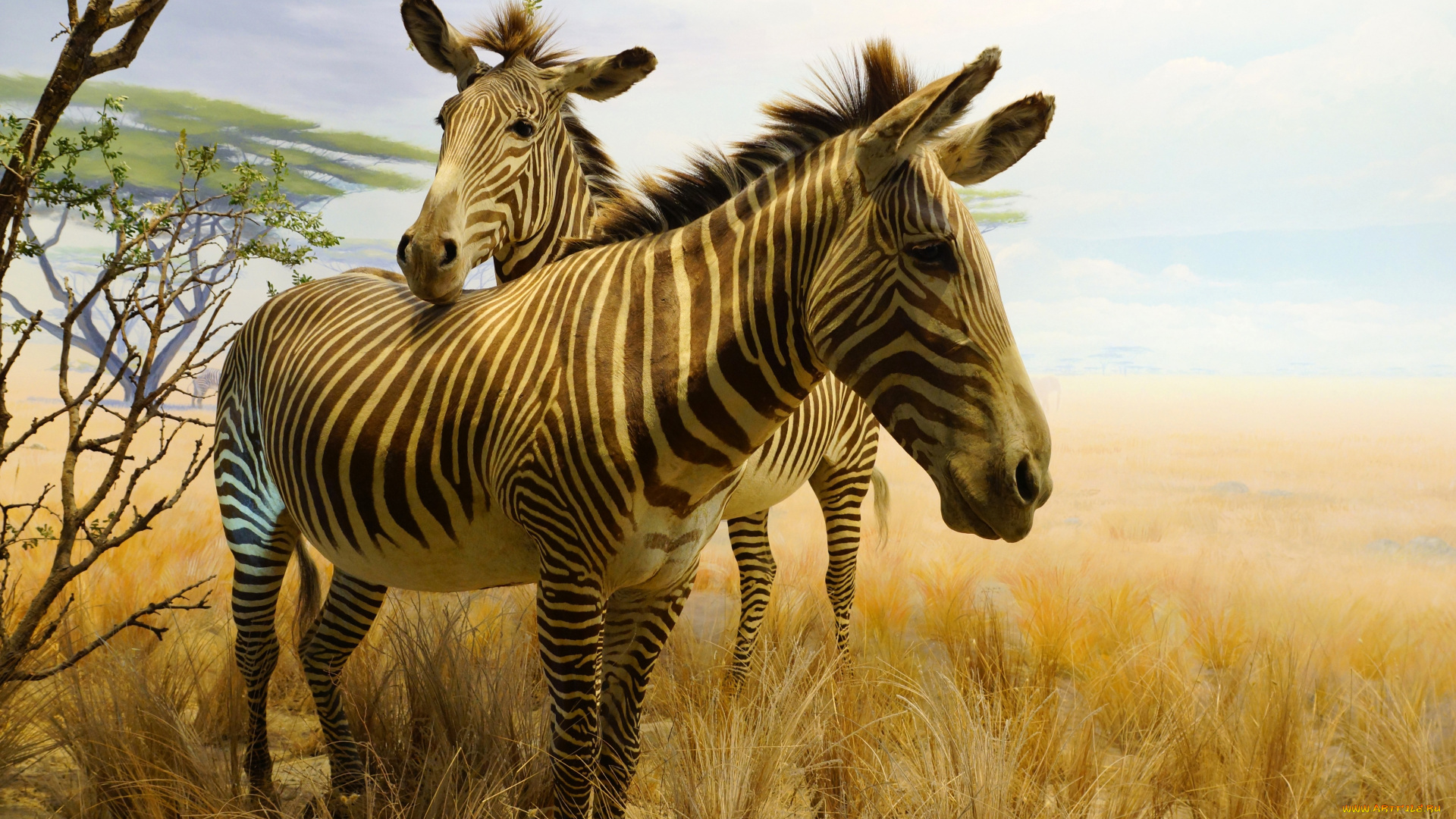 рисованное, животные, , зебры, парк, сан-франциско, золотые, ворота, калифорнийская, академия, наук, зебра, картина