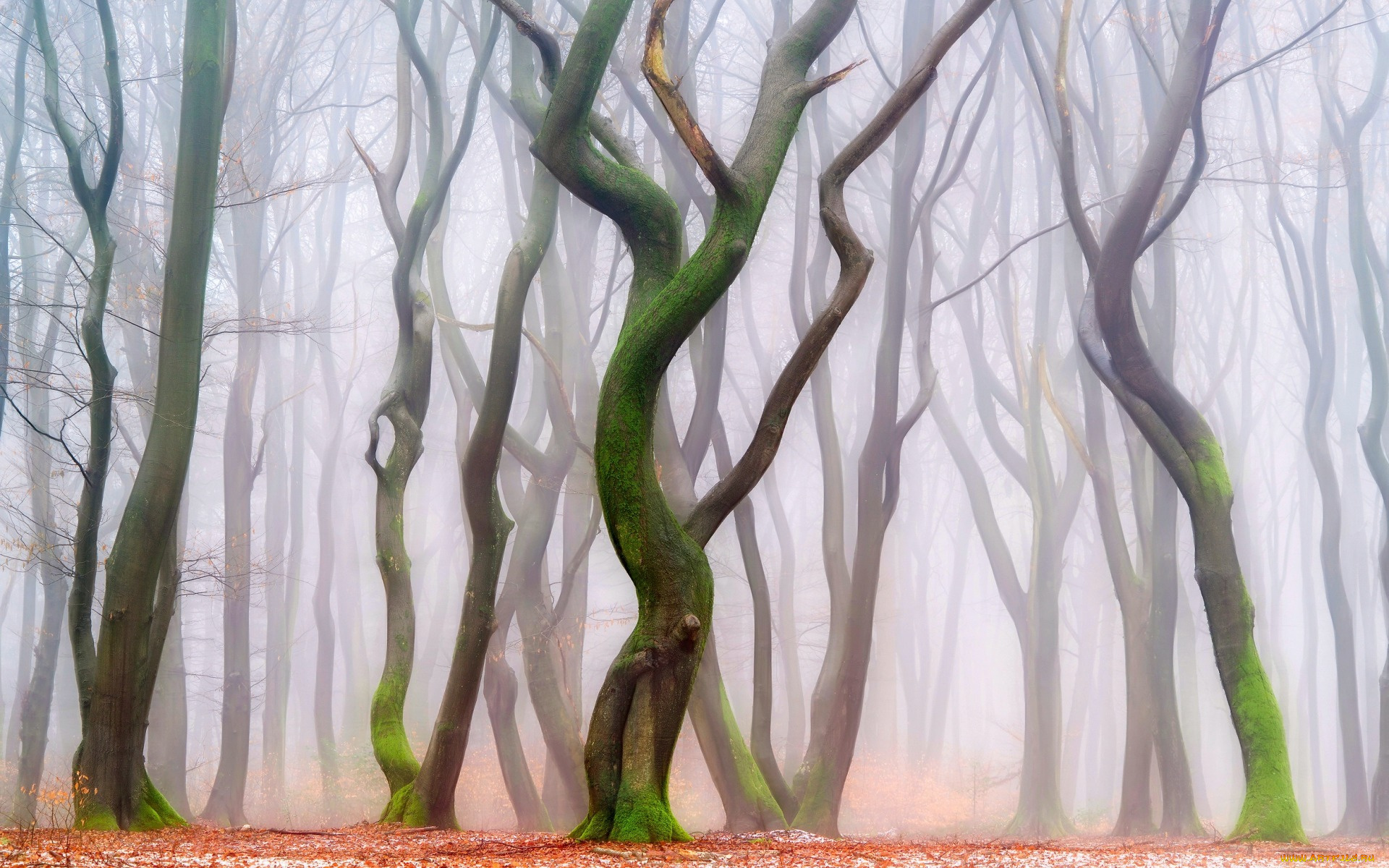 природа, лес, листва, стволы, деревья, дымка, фигуры, парк