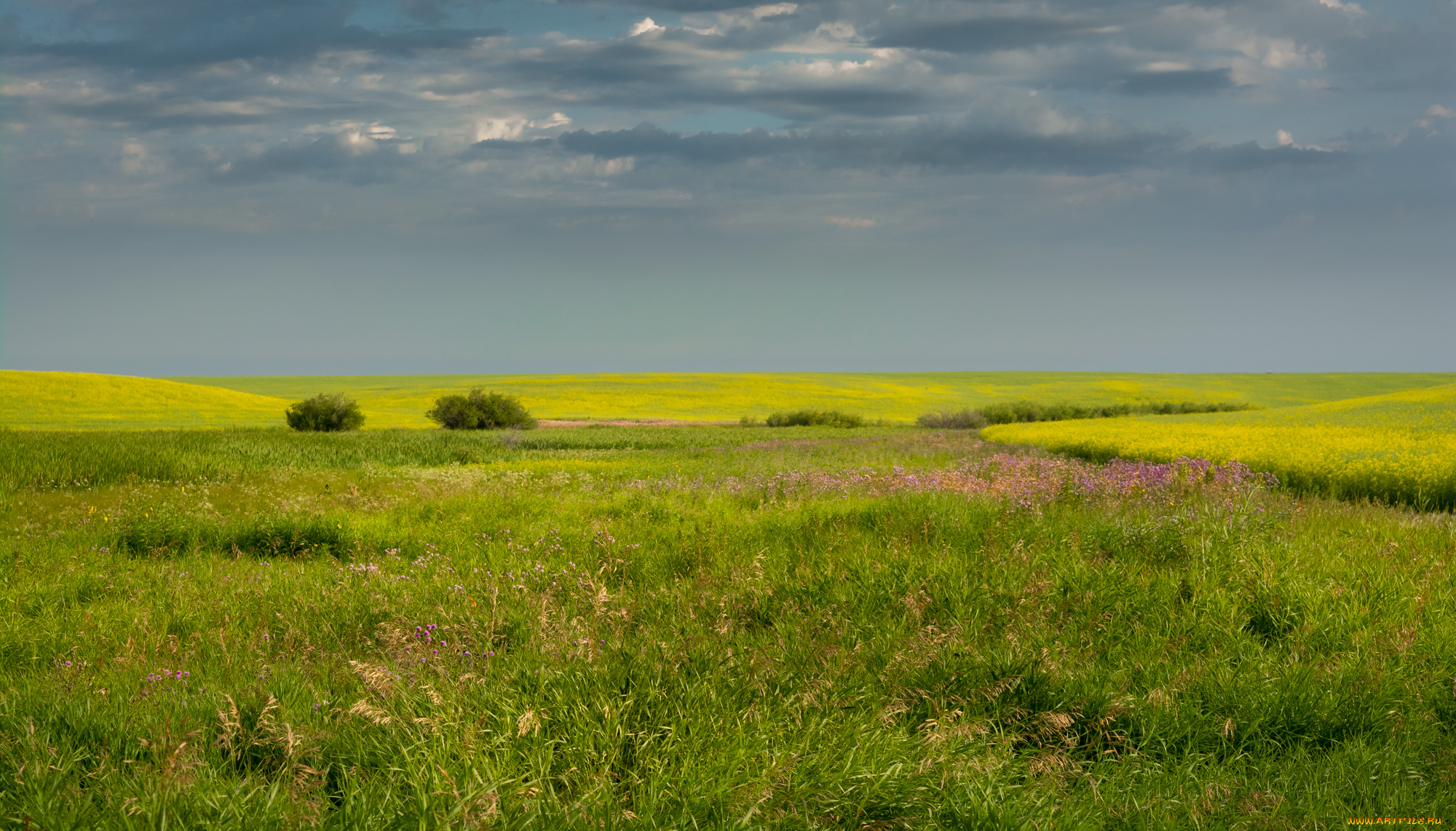 природа, поля, простор