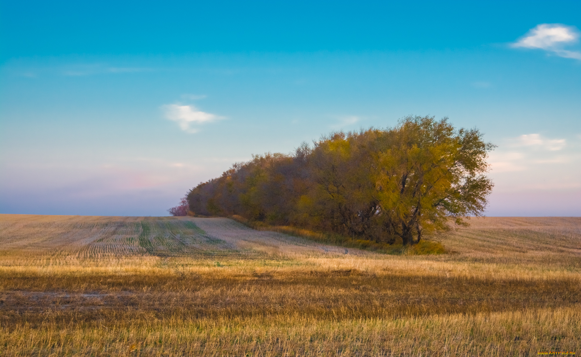 природа, поля, простор
