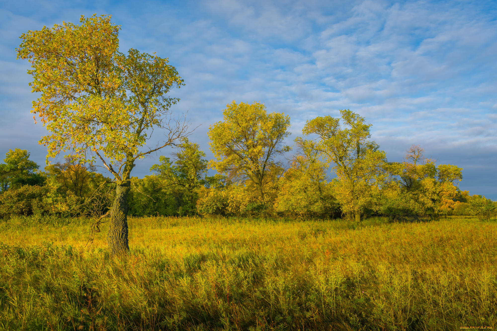 природа, деревья, простор