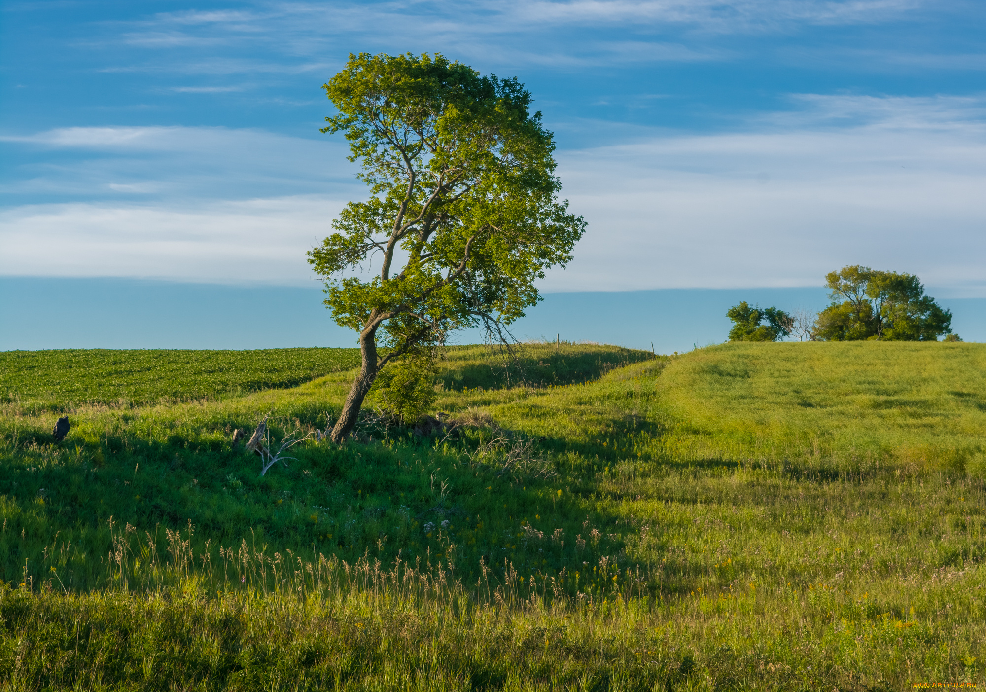 природа, деревья, простор