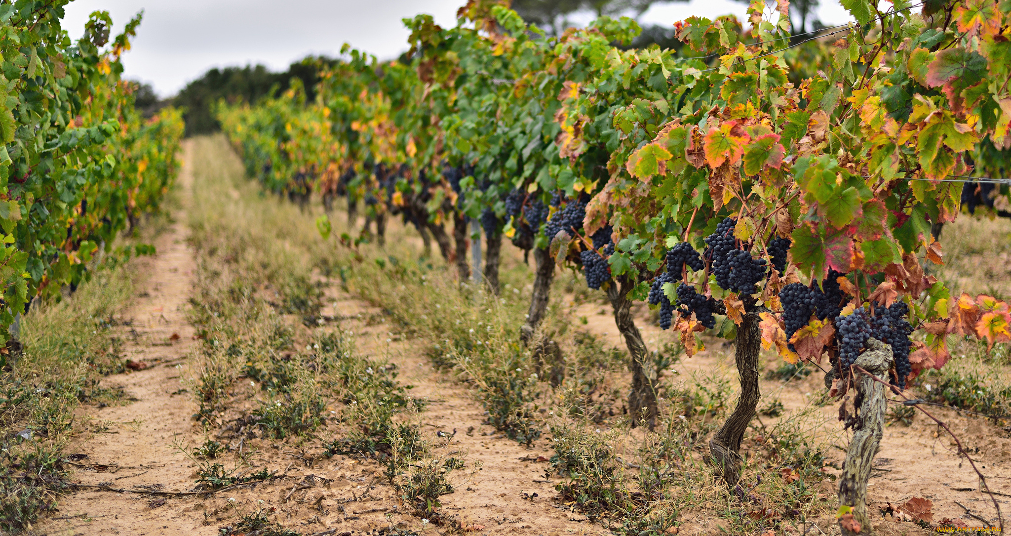 природа, поля, простор