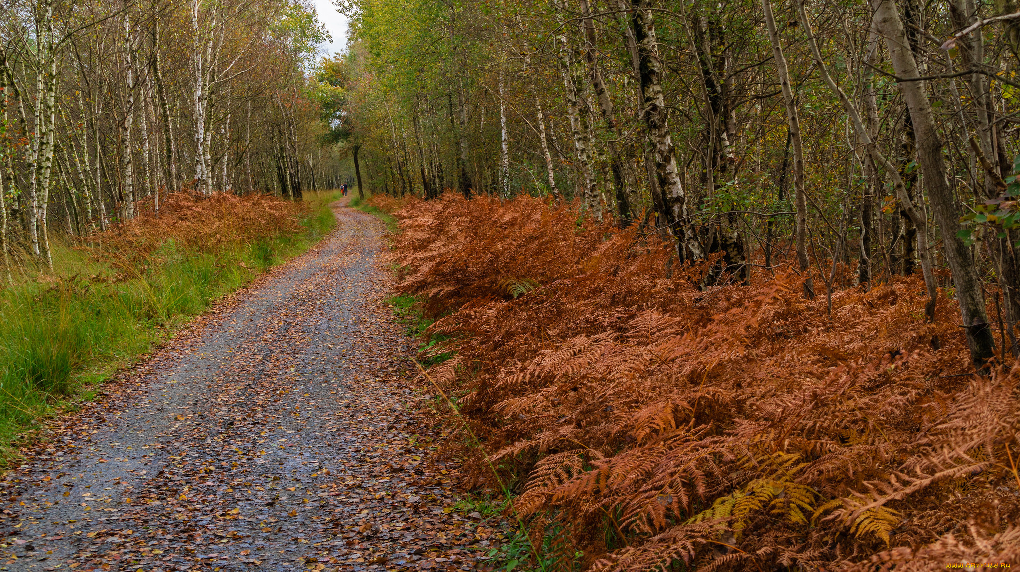 природа, дороги, простор
