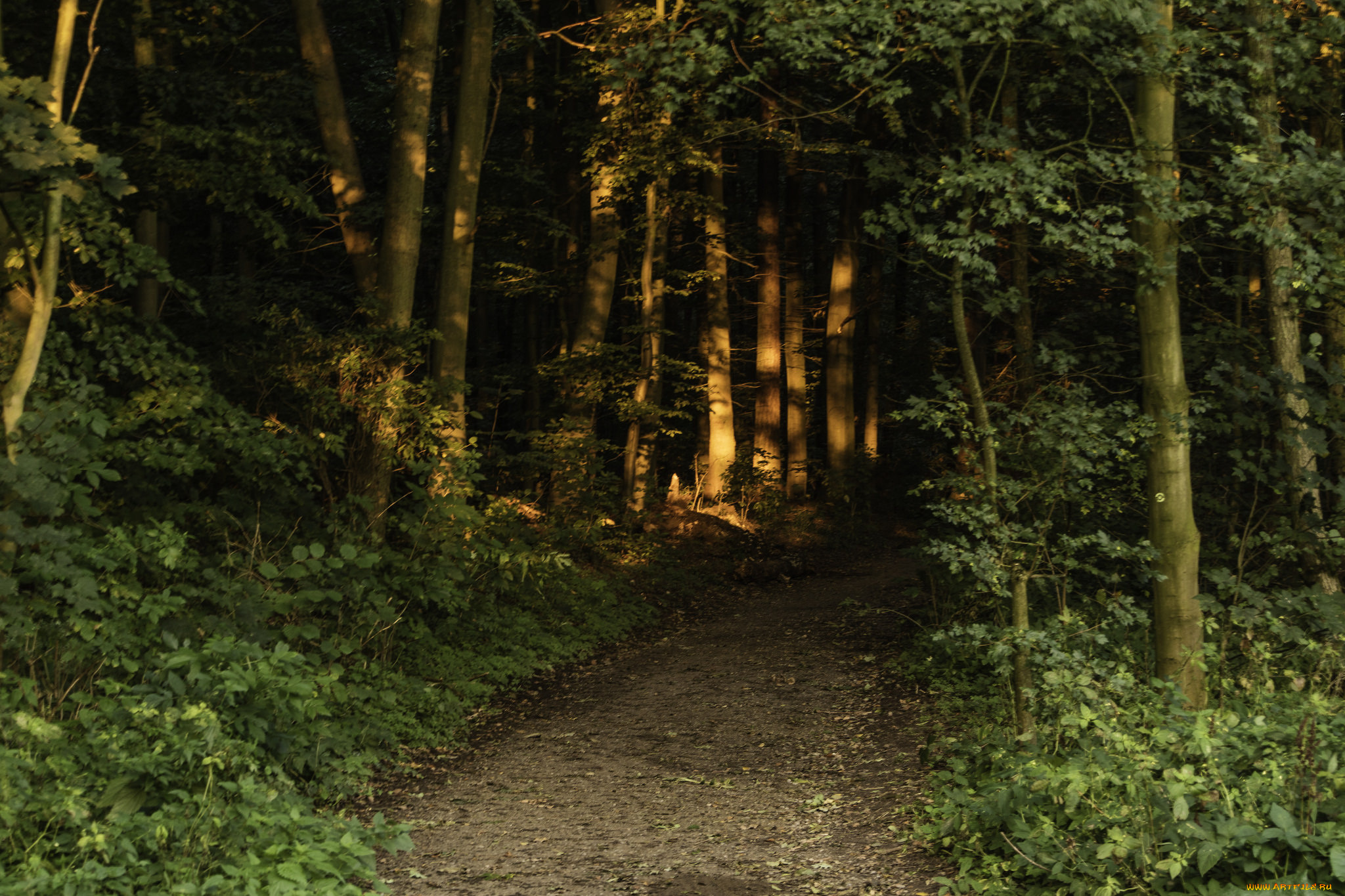 природа, дороги, простор