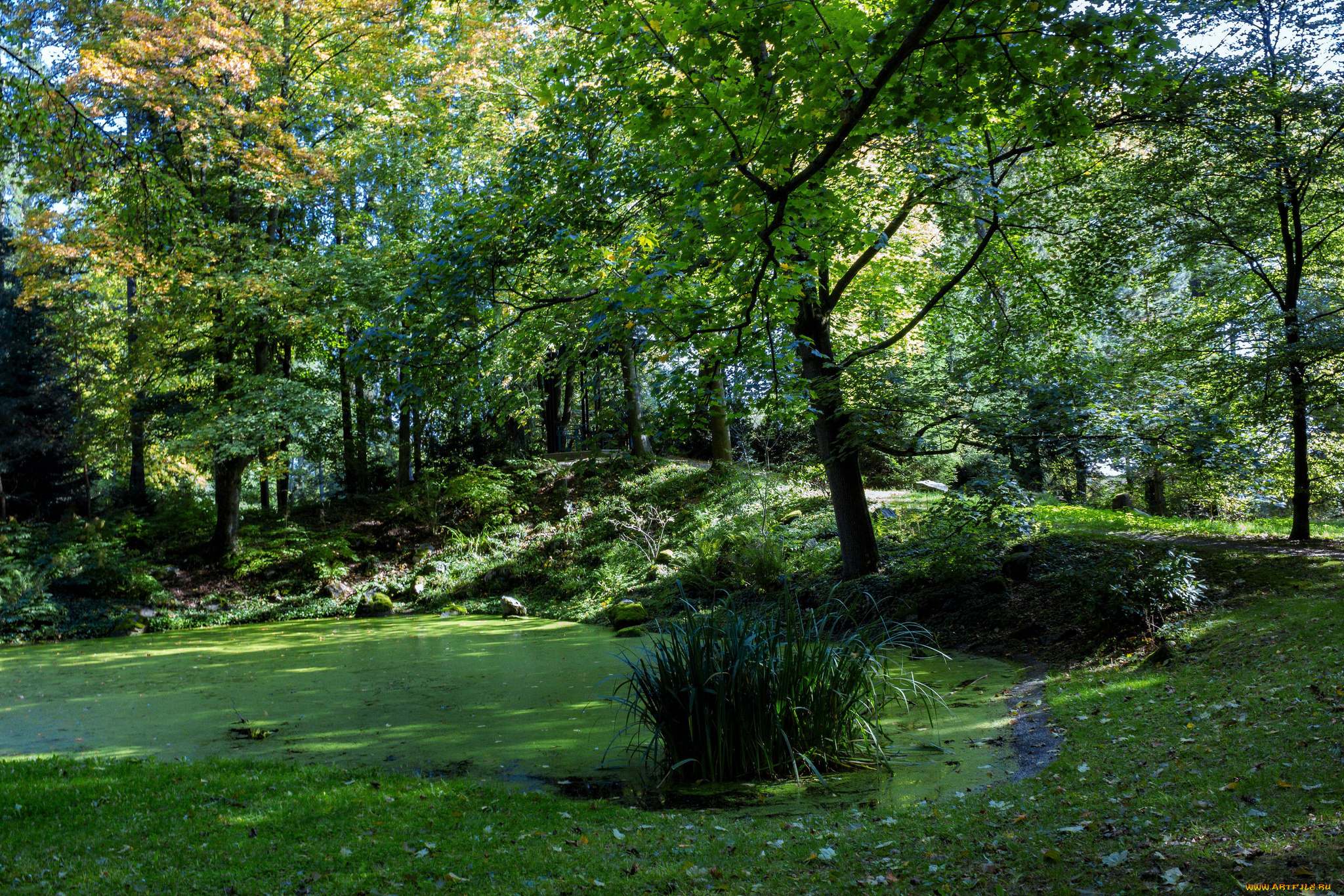 природа, лес, простор