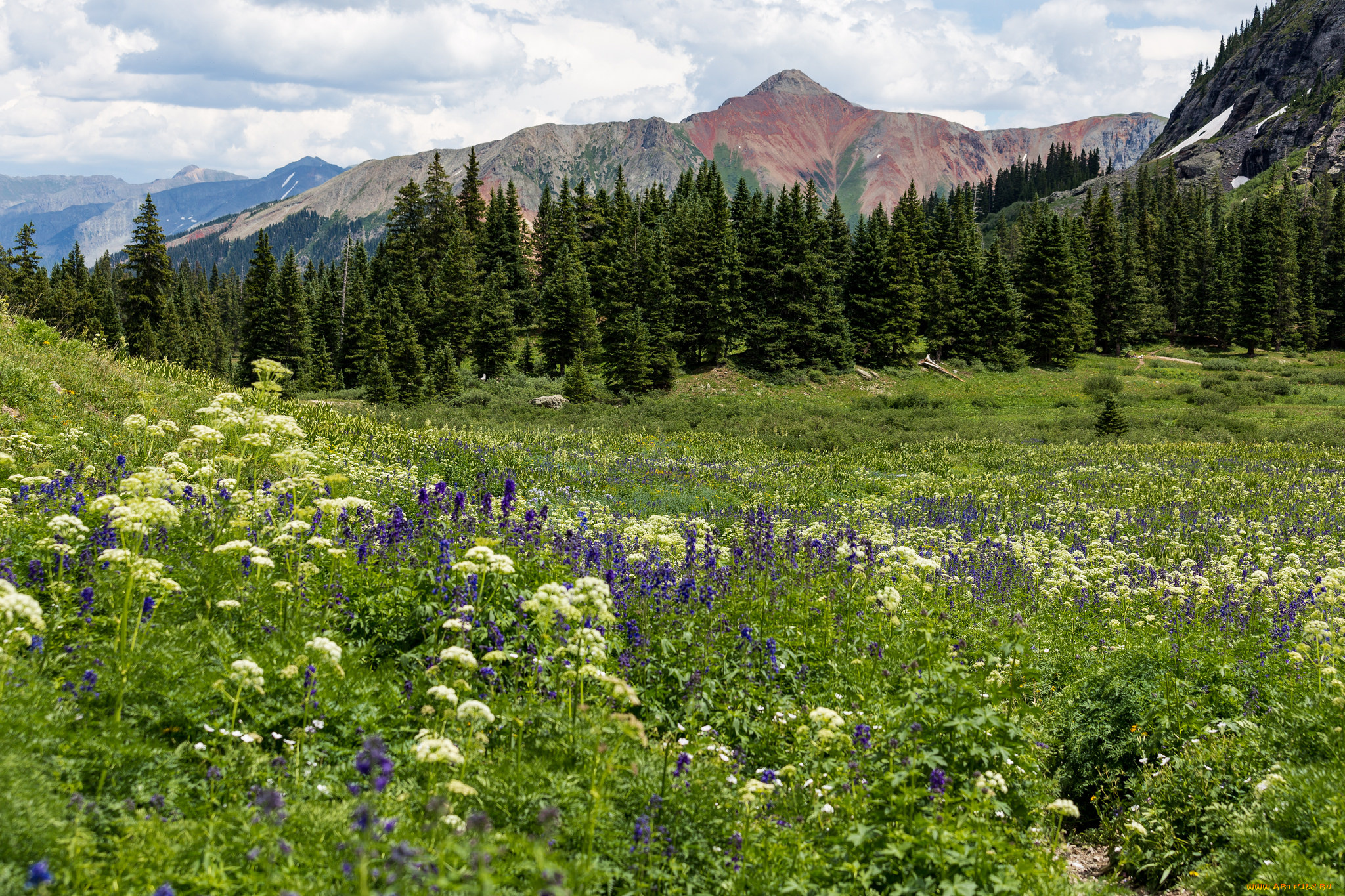 природа, луга, простор