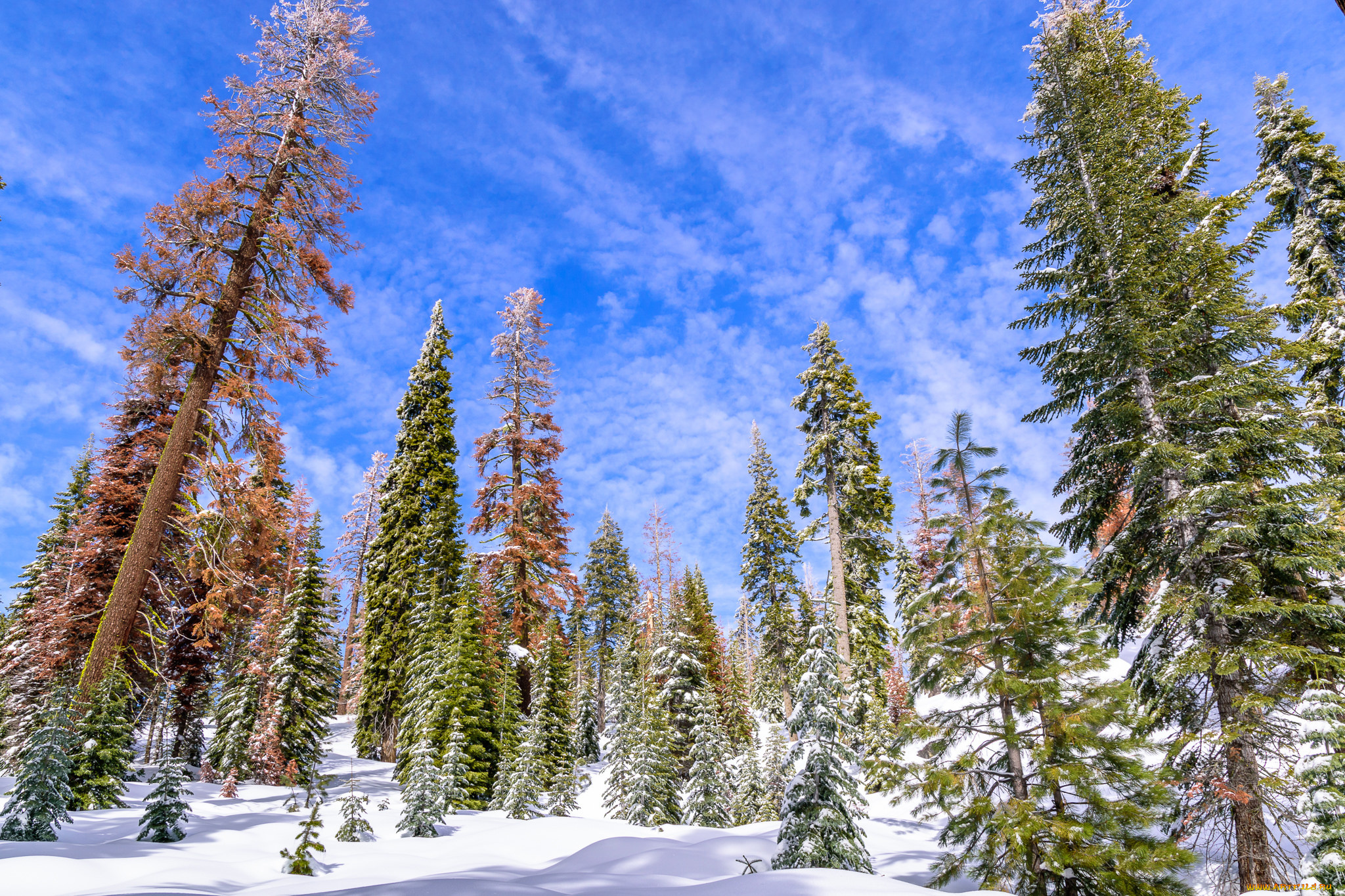 природа, зима, простор