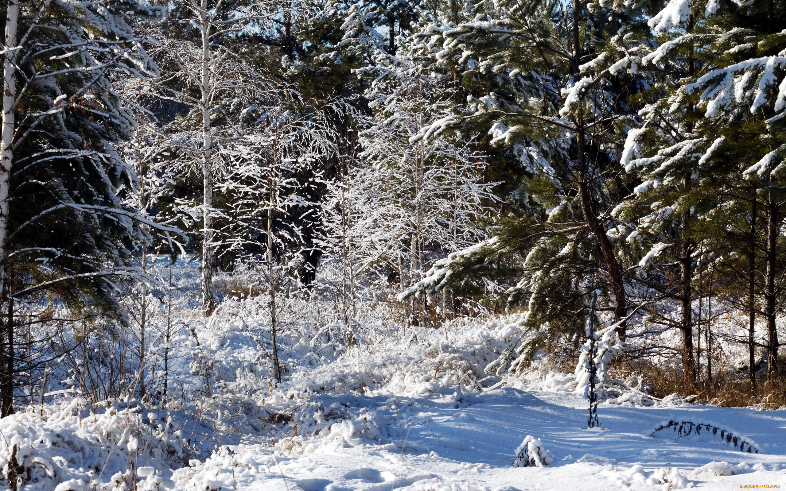 природа, зима, иней, снег