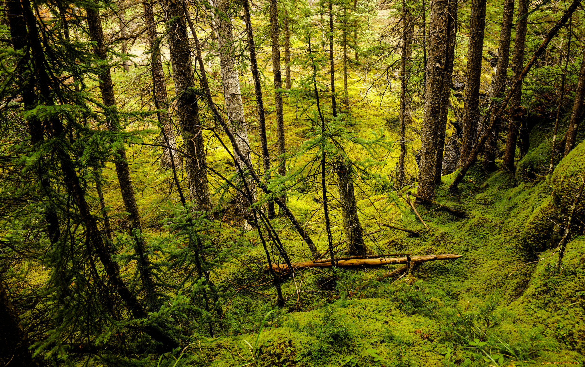 природа, лес, простор