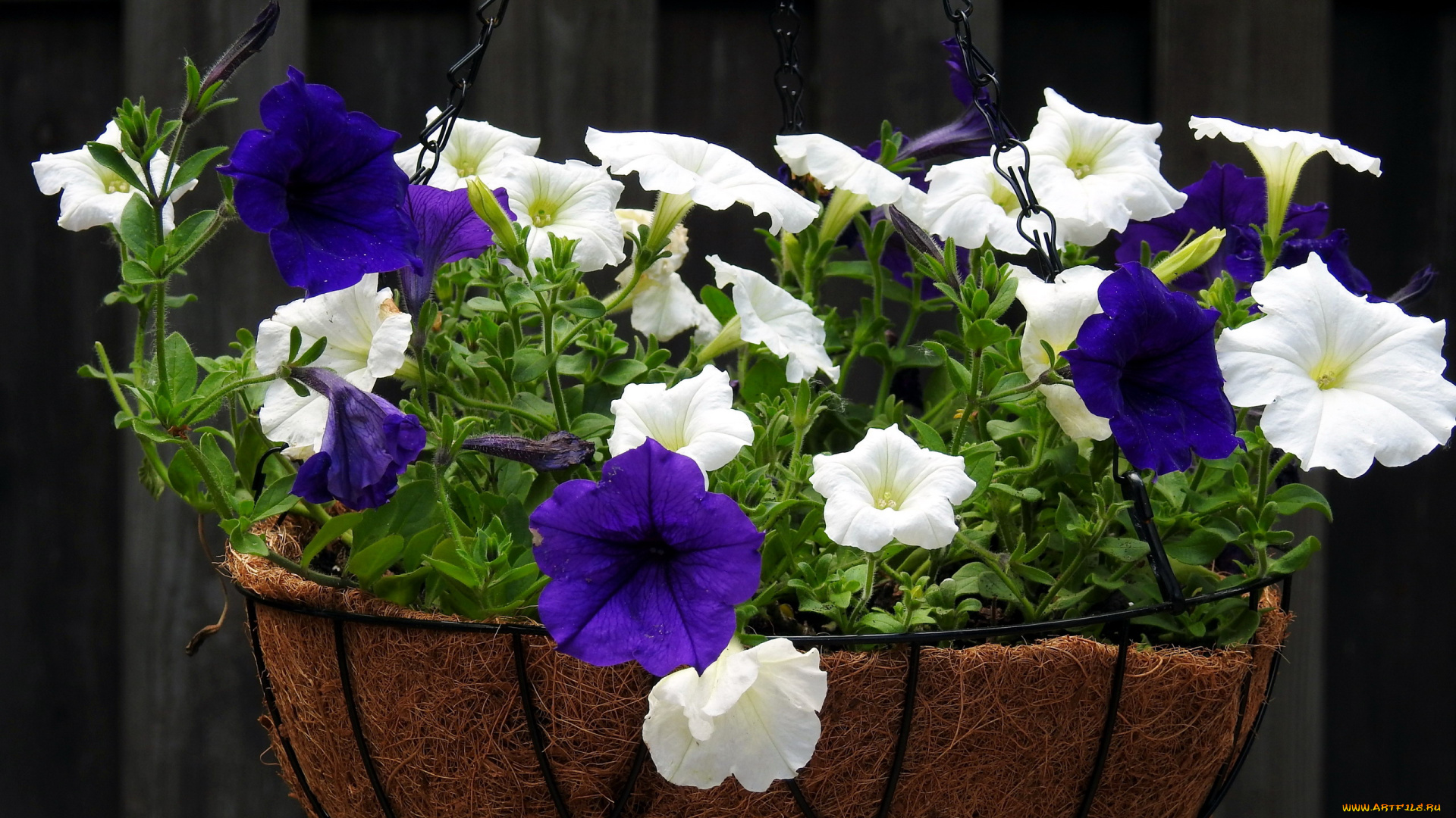 цветы, петунии, , калибрахоа, лиловый, белый