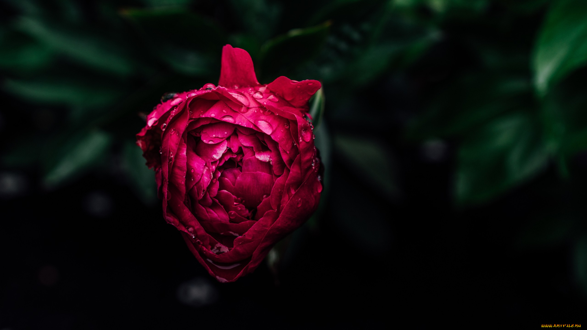 цветы, пионы, бутон, пион, розовый