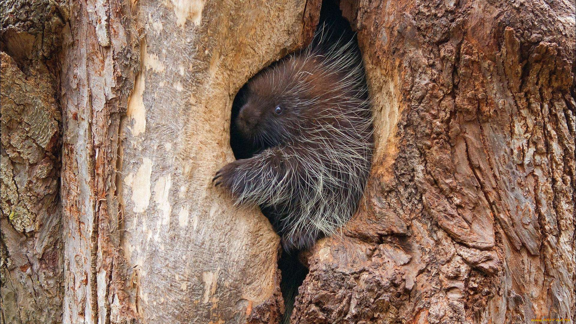 детёныш, древесного, дикобраза, животные, дикобразы, дикобразовые, иглы, колючий, дикобраз, животное, дерево, дупло, поркупин