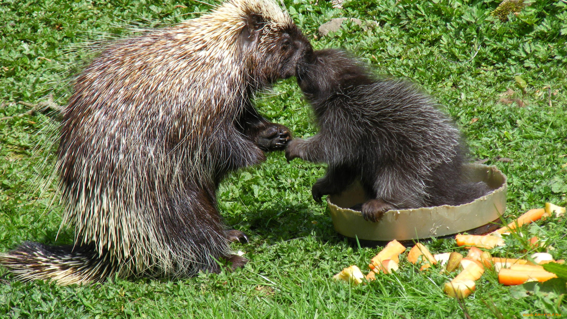 древесный, дикобраз, с, детёнышем, животные, дикобразы, поркупин, колючий, дикобразовые, иглы, животное, дикобраз