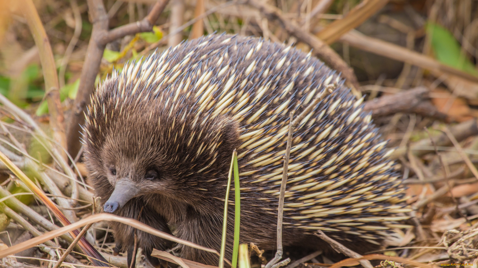 ехидна, животные, -, другое, ехидновые, млекопитающие, однопроходные, хордовые, колючки