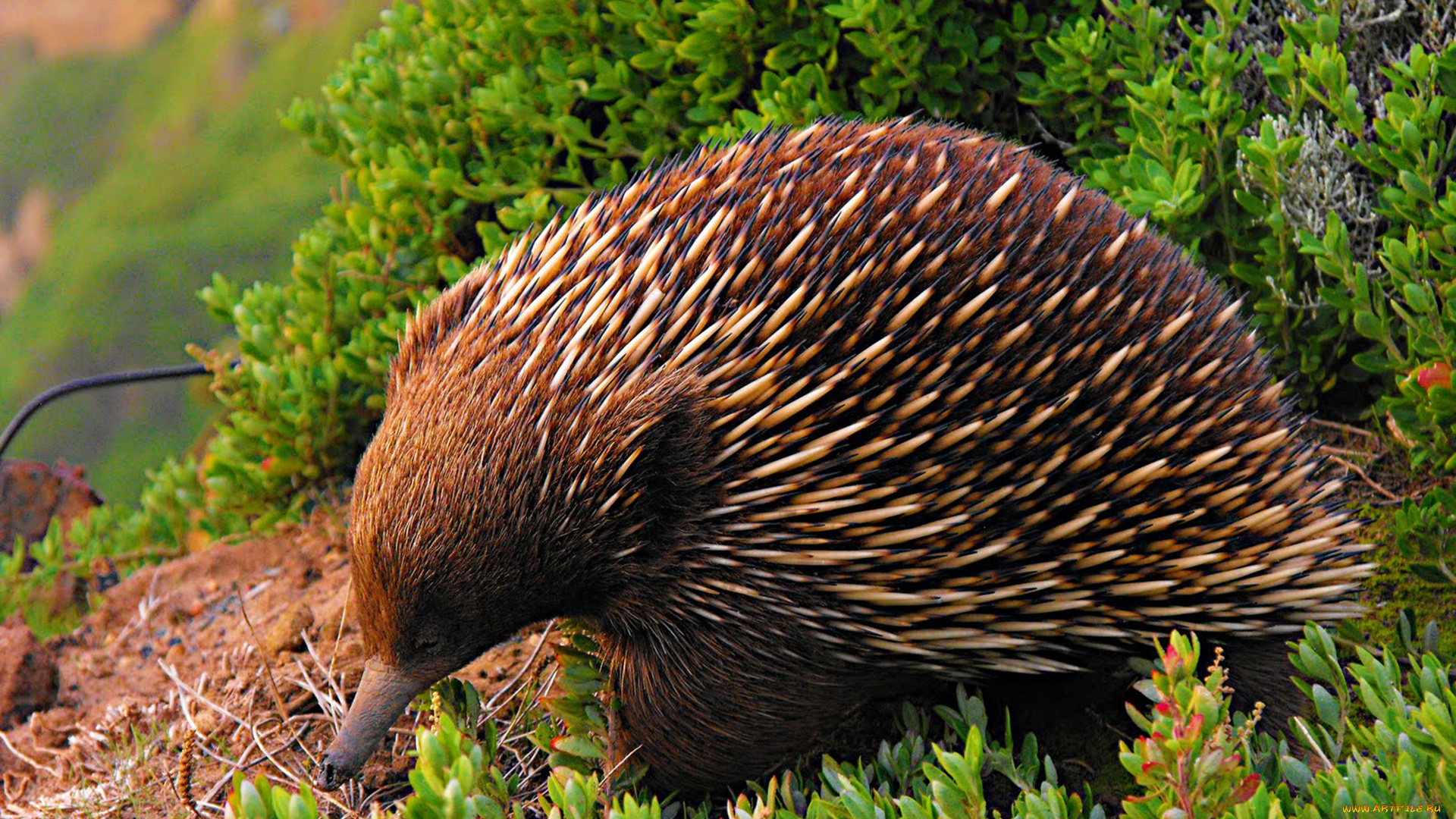 ехидна, животные, -, другое, колючки, ехидновые, млекопитающие, однопроходные, хордовые
