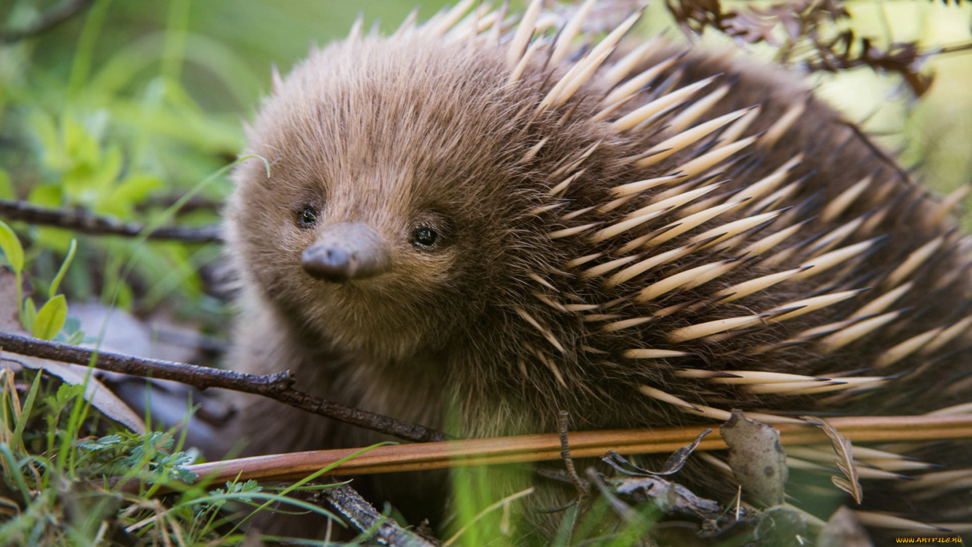 ехидна, животные, ехидны, колючки, ехидновые, млекопитающие, однопроходные, хордовые