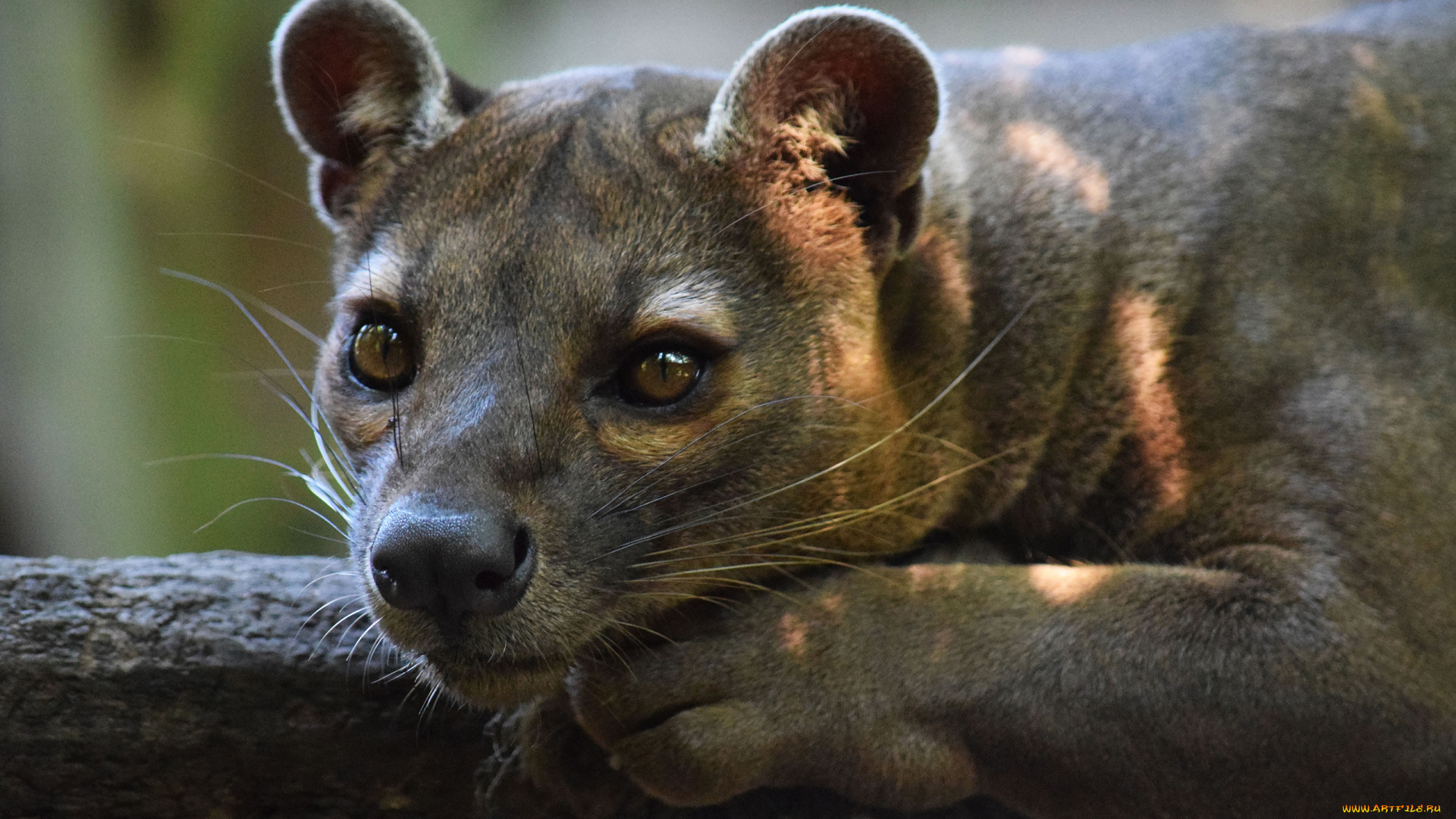 fossa, животные, фоссы, виверровые, хищник, красная, книга, мадагаскар, животное, фосса, млекопитающее