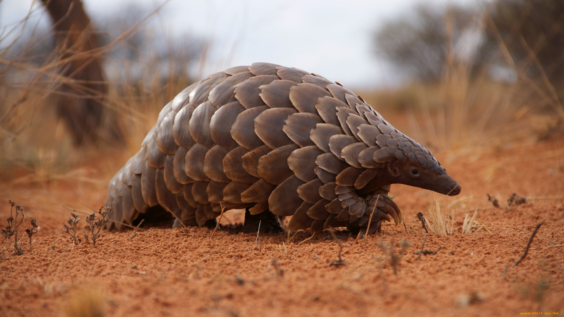 панголин, животные, броненосцы, , панголины, млекопитающие, хордовые, панцирь, панголины, ящер