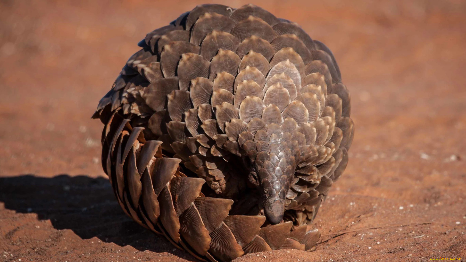 панголин, животные, броненосцы, , панголины, ящер, панголины, млекопитающие, панцирь, хордовые
