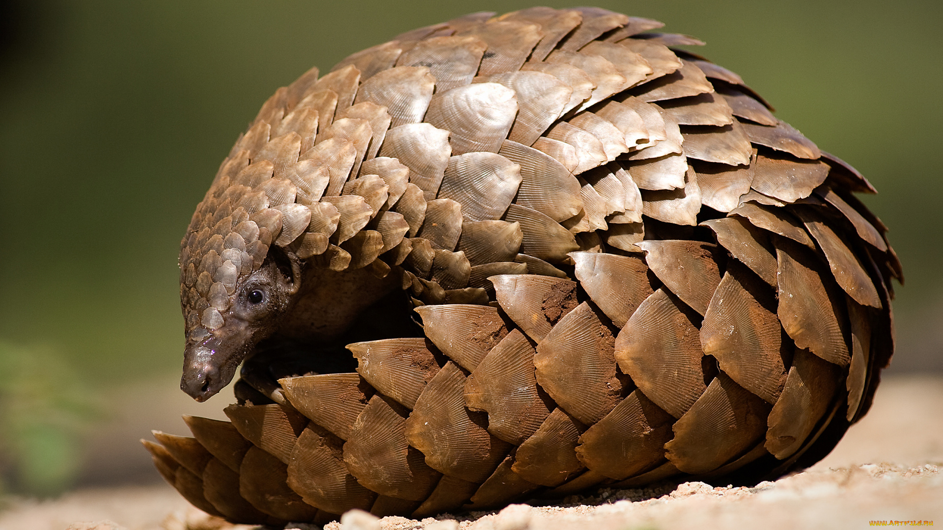 панголин, животные, броненосцы, , панголины, млекопитающие, хордовые, ящер, панголины, панцирь