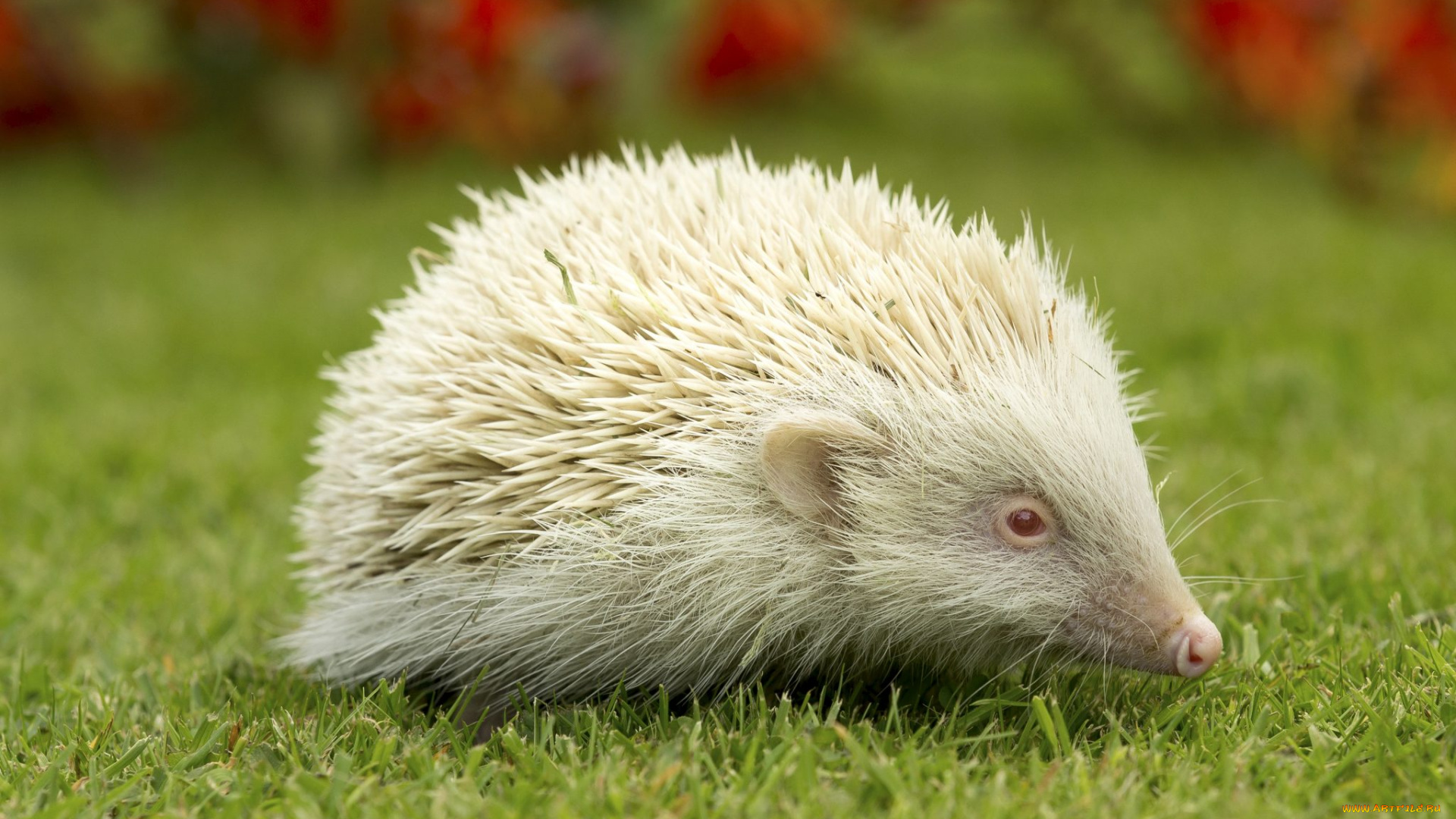 ёж, альбинос, животные, ежи, хордовые, млекопитающие, альбинос, ёж, колючий, насекомоядные