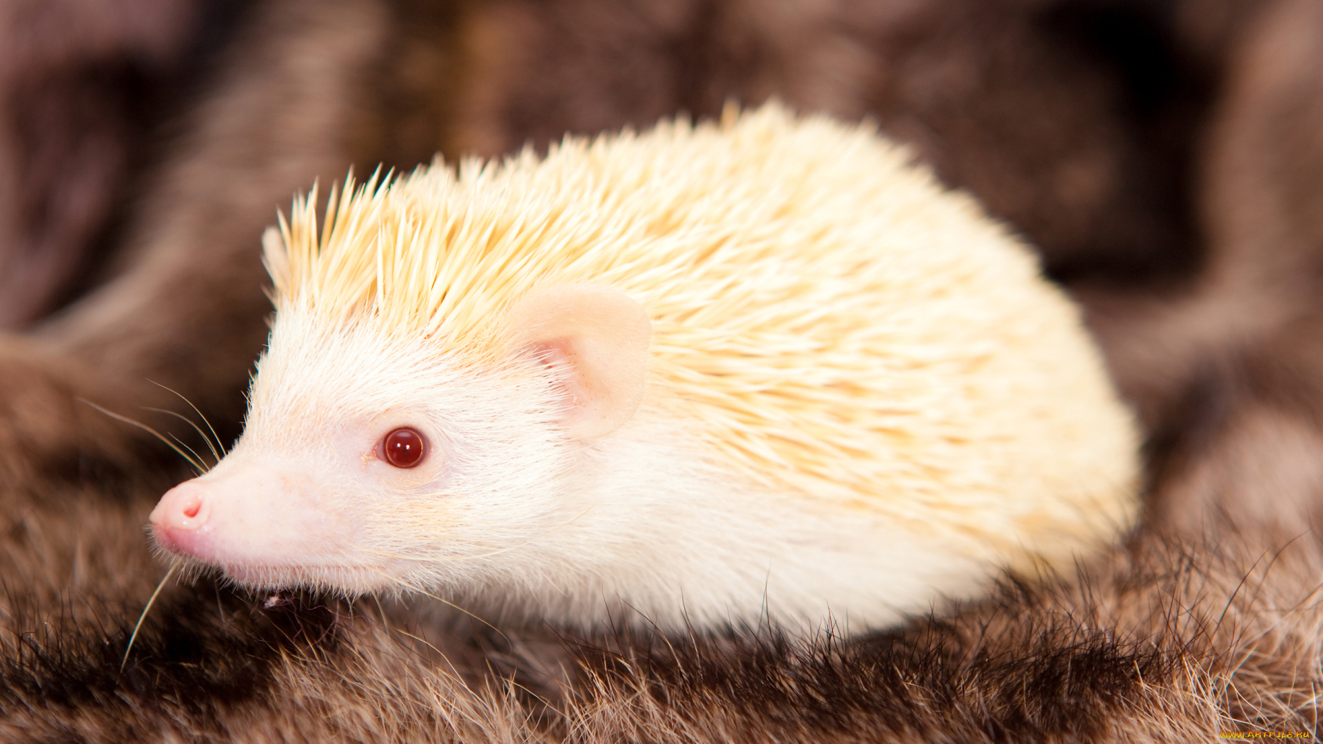 ёж, альбинос, животные, ежи, колючий, насекомоядные, млекопитающие, хордовые, альбинос, ёж