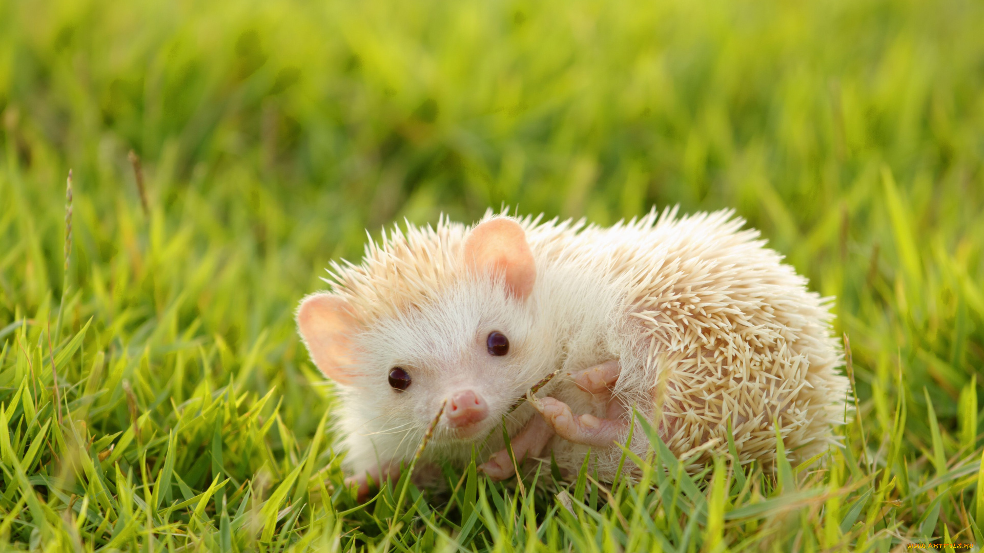 ёж, альбинос, животные, ежи, млекопитающие, хордовые, колючий, насекомоядные, альбинос, ёж