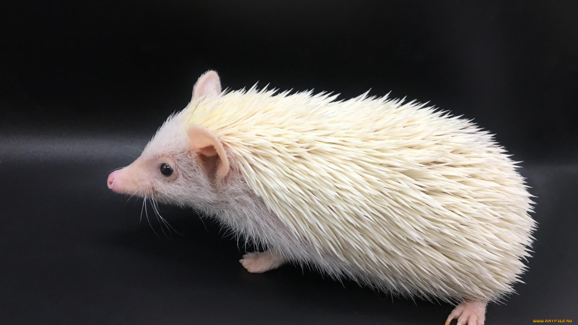 ёж, альбинос, животные, ежи, млекопитающие, хордовые, насекомоядные, альбинос, ёж, колючий