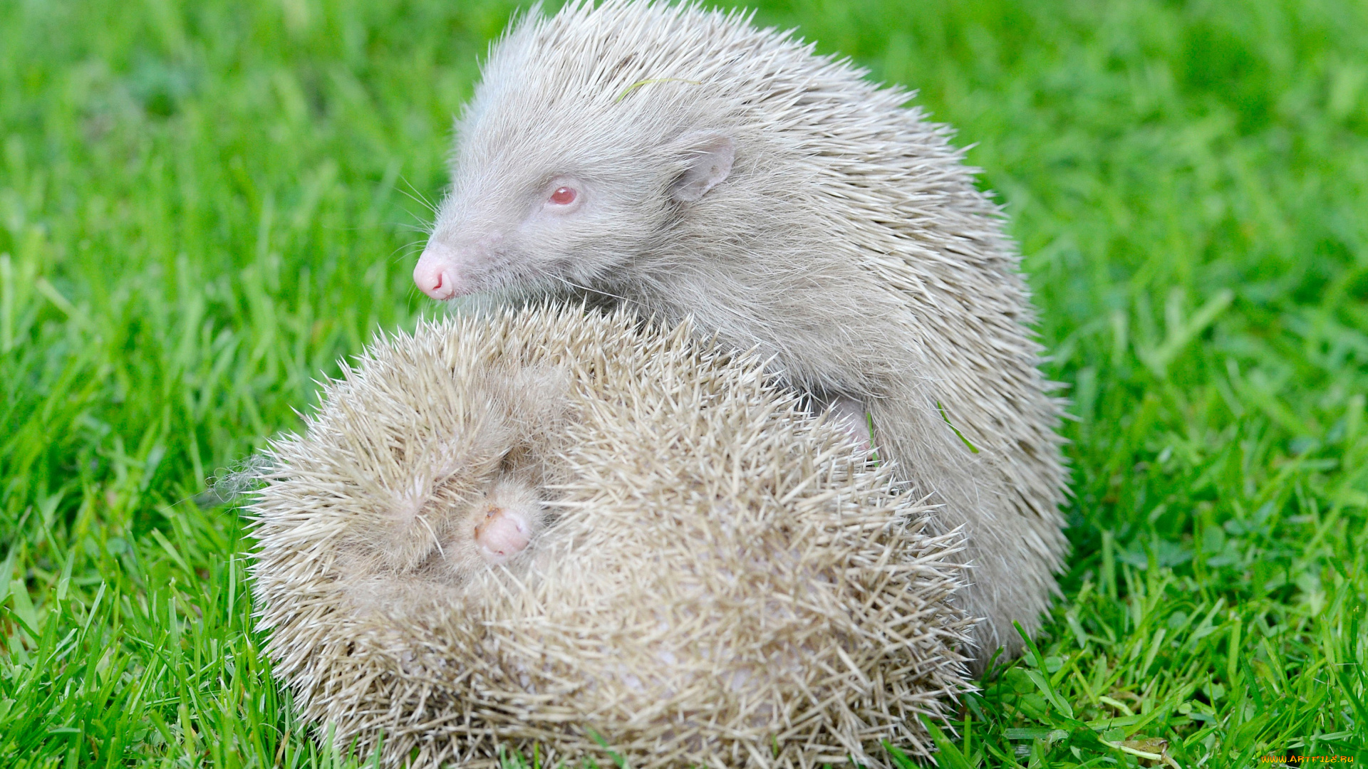 ёжи, альбиносы, животные, ежи, млекопитающие, насекомоядные, колючий, хордовые, альбинос, ёж