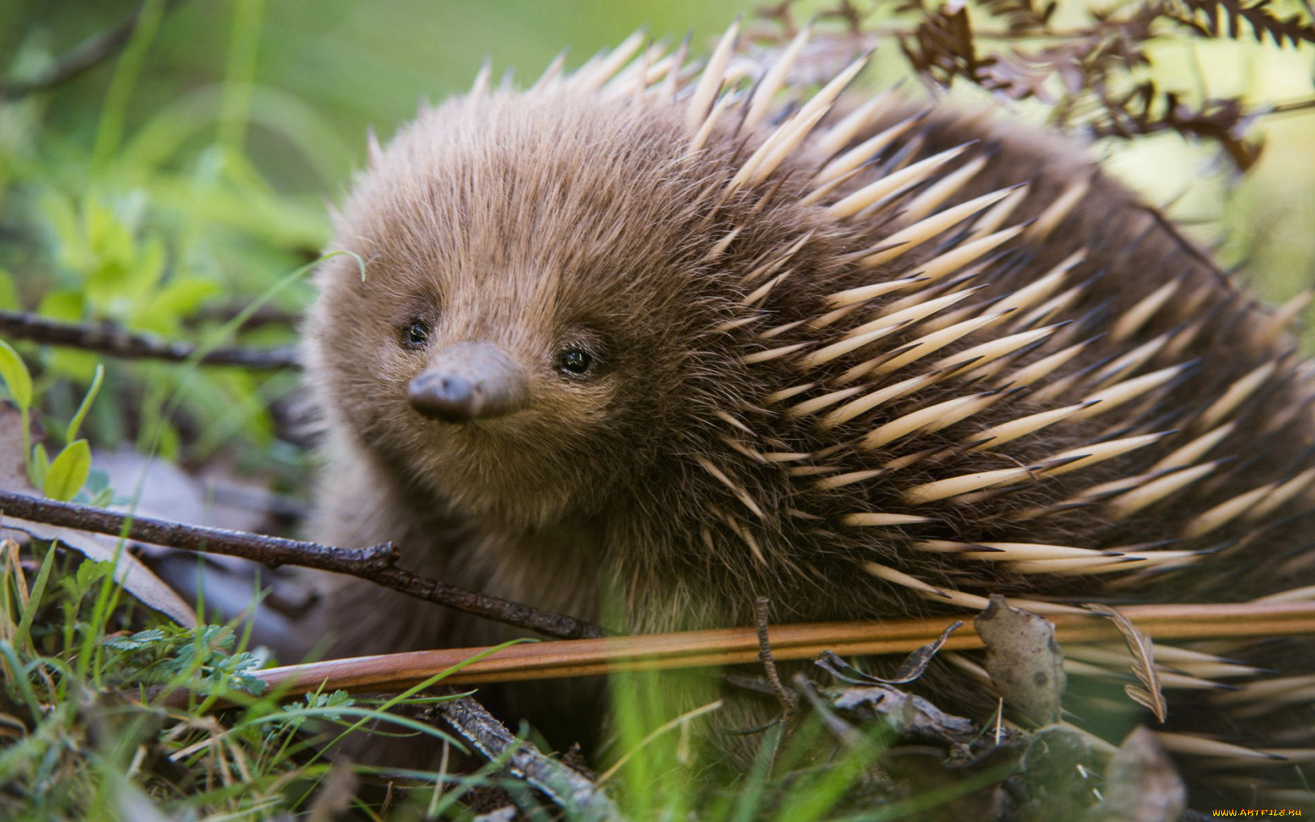 ехидна, животные, ехидны, колючки, ехидновые, млекопитающие, однопроходные, хордовые