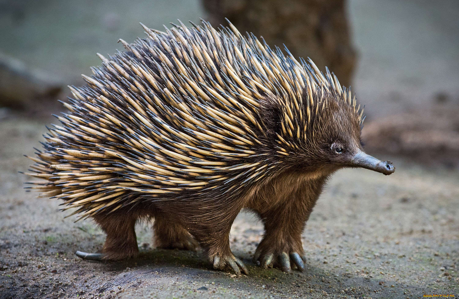ехидна, животные, -, другое, хордовые, колючки, ехидновые, млекопитающие, однопроходные