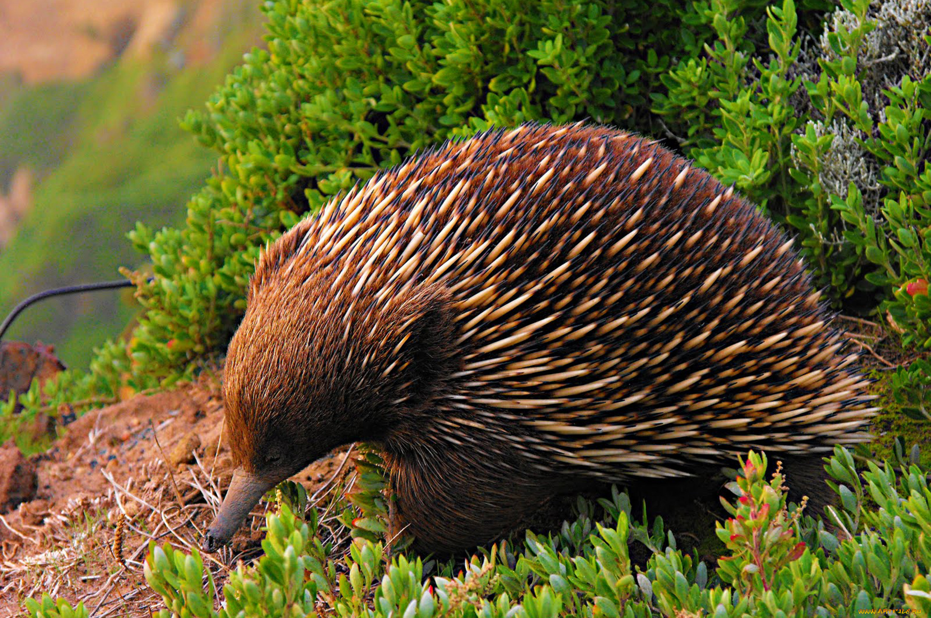 ехидна, животные, -, другое, колючки, ехидновые, млекопитающие, однопроходные, хордовые