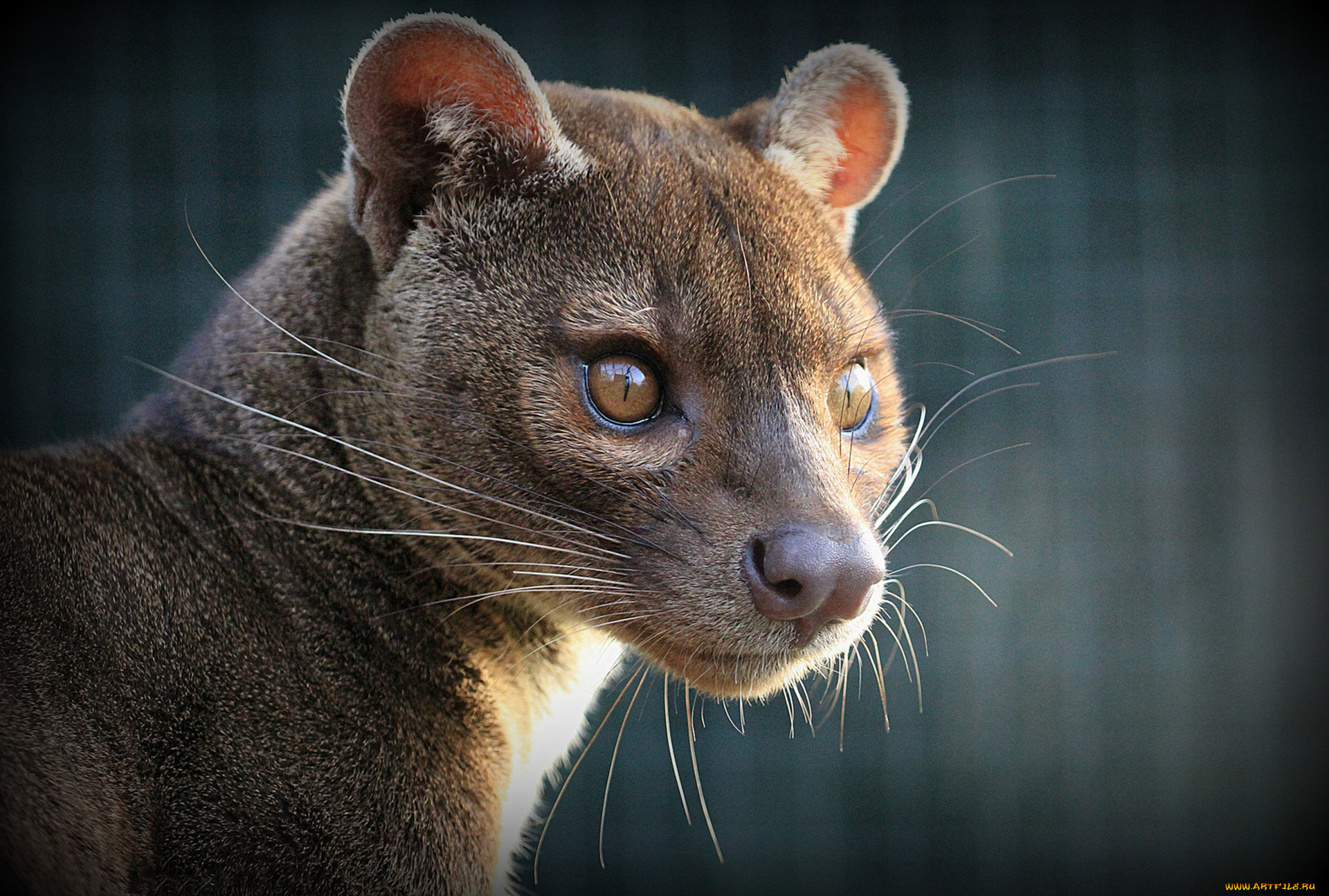 fossa, животные, фоссы, млекопитающее, красная, книга, мадагаскар, виверровые, хищник, животное, фосса