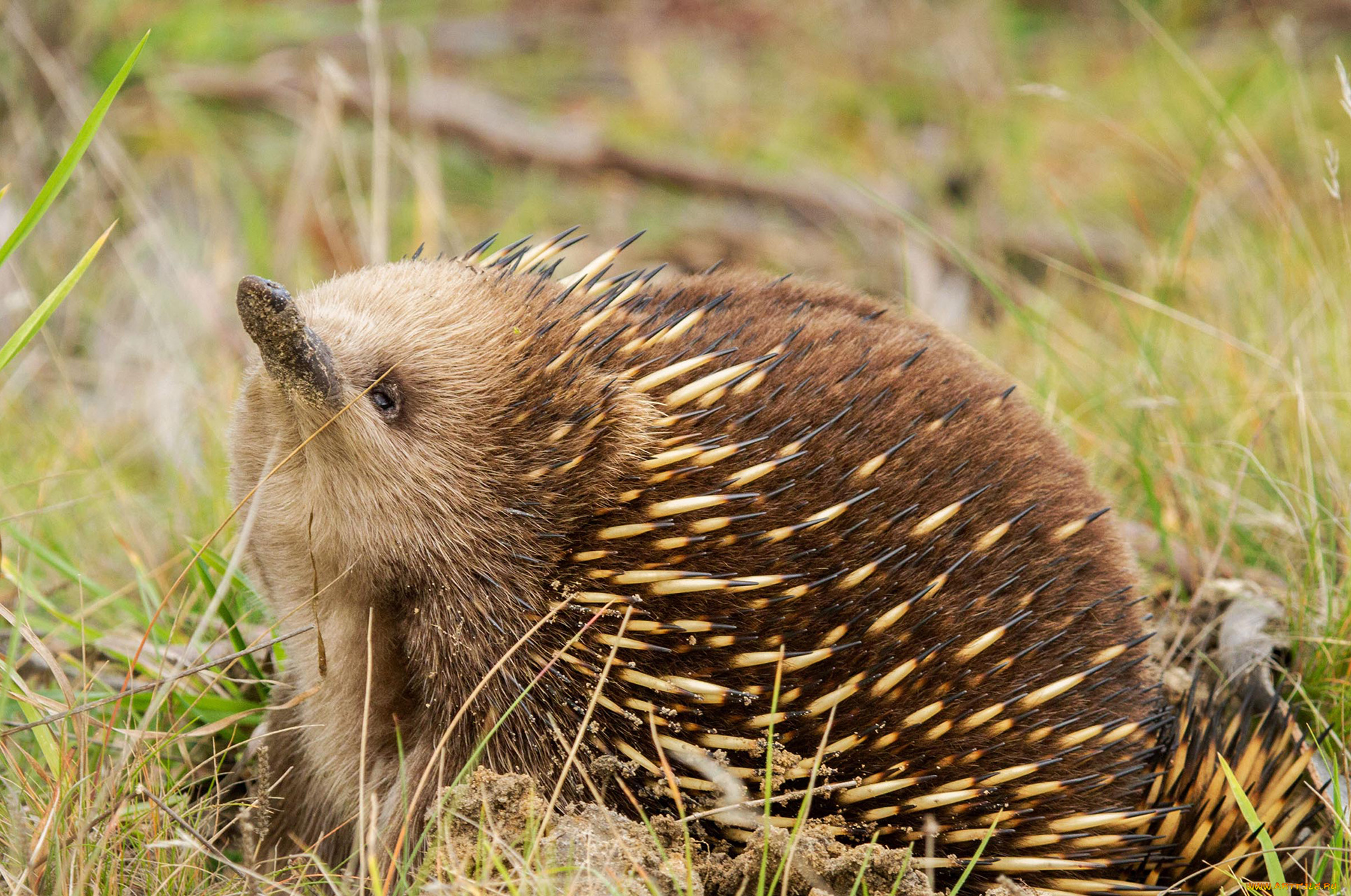 ехидна, животные, -, другое, колючки, ехидновые, млекопитающие, однопроходные, хордовые