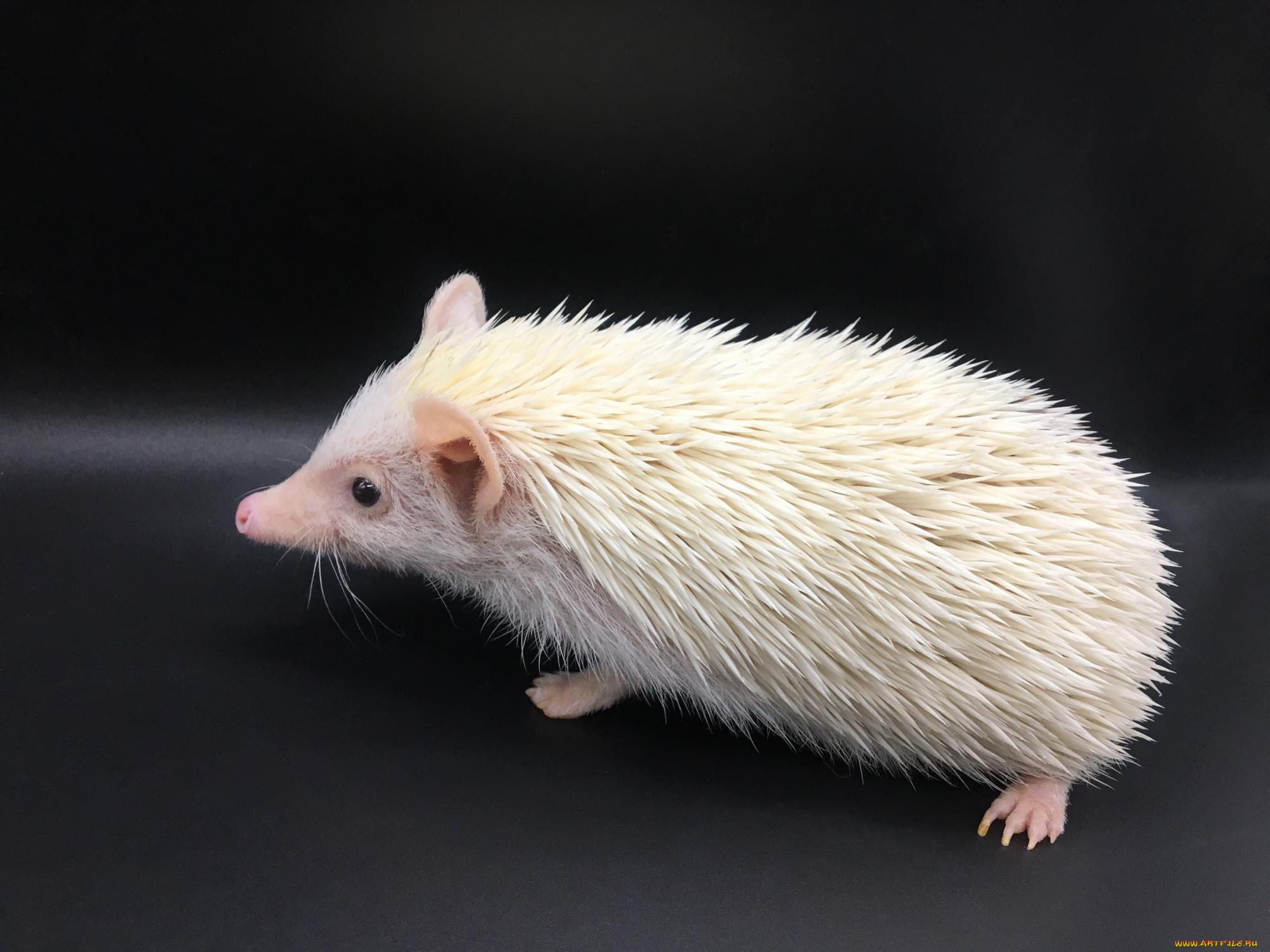ёж, альбинос, животные, ежи, млекопитающие, хордовые, насекомоядные, альбинос, ёж, колючий
