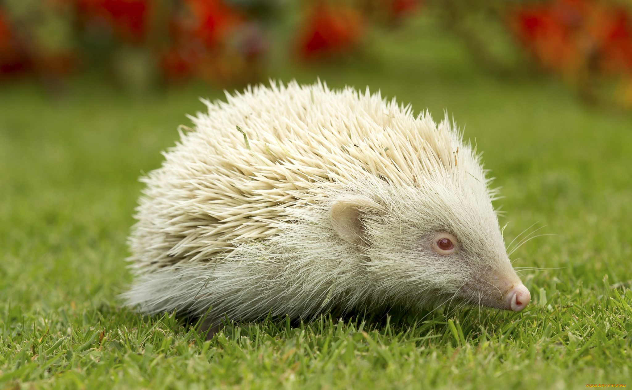 ёж, альбинос, животные, ежи, хордовые, млекопитающие, альбинос, ёж, колючий, насекомоядные
