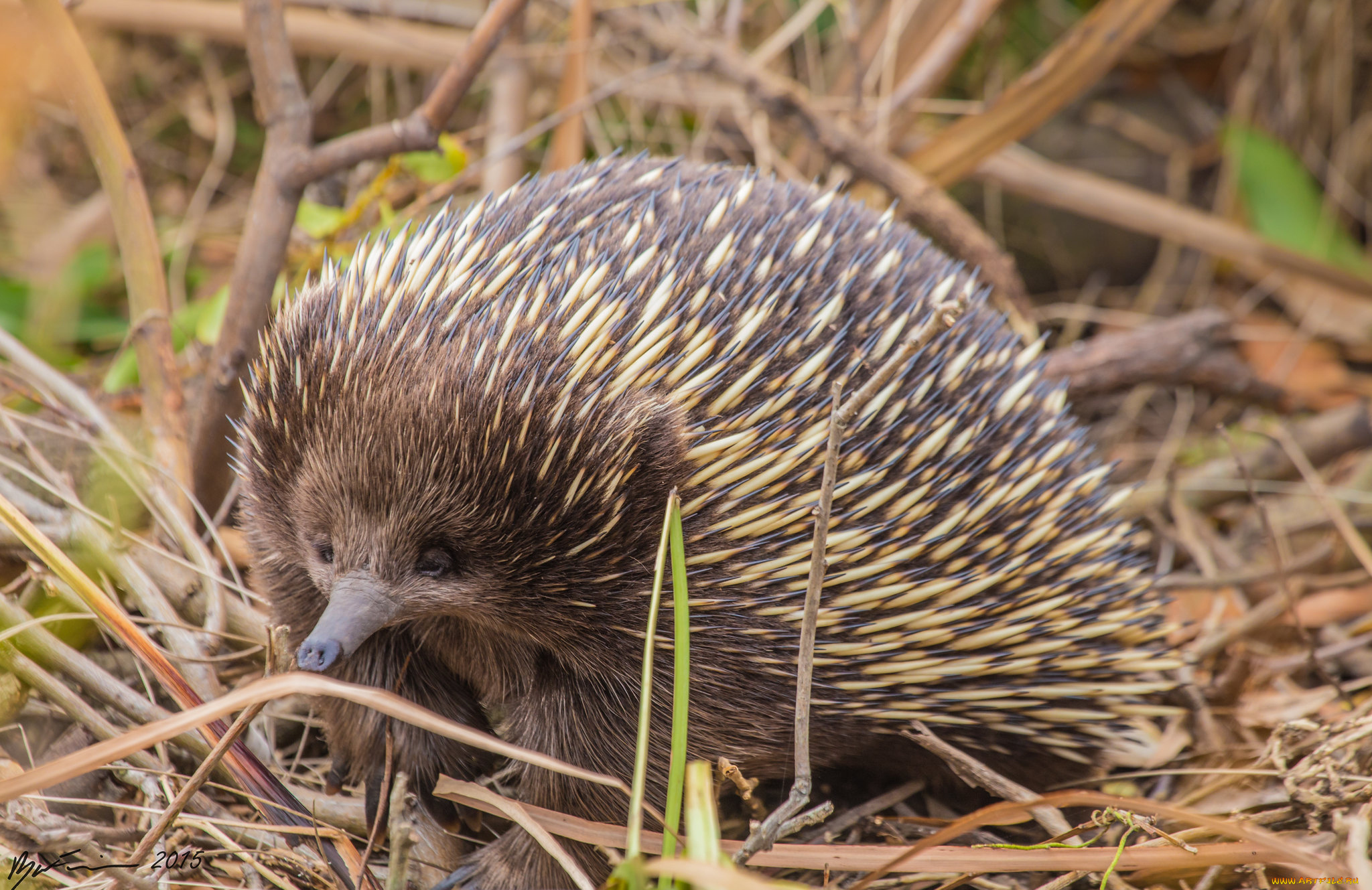 ехидна, животные, -, другое, ехидновые, млекопитающие, однопроходные, хордовые, колючки