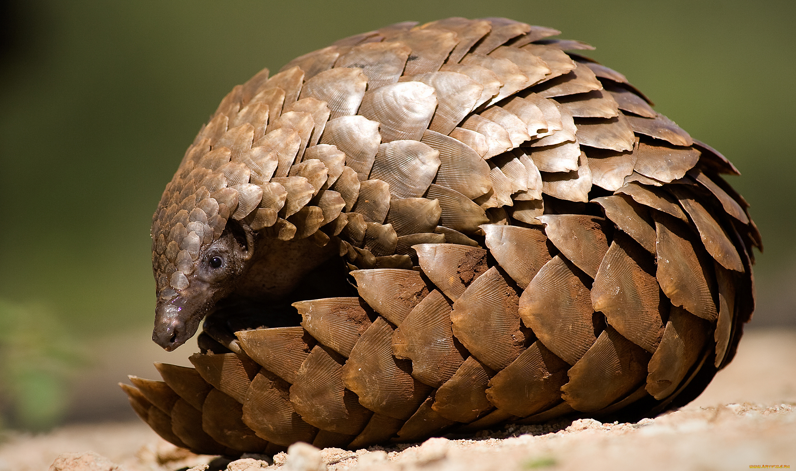 панголин, животные, броненосцы, , панголины, млекопитающие, хордовые, ящер, панголины, панцирь