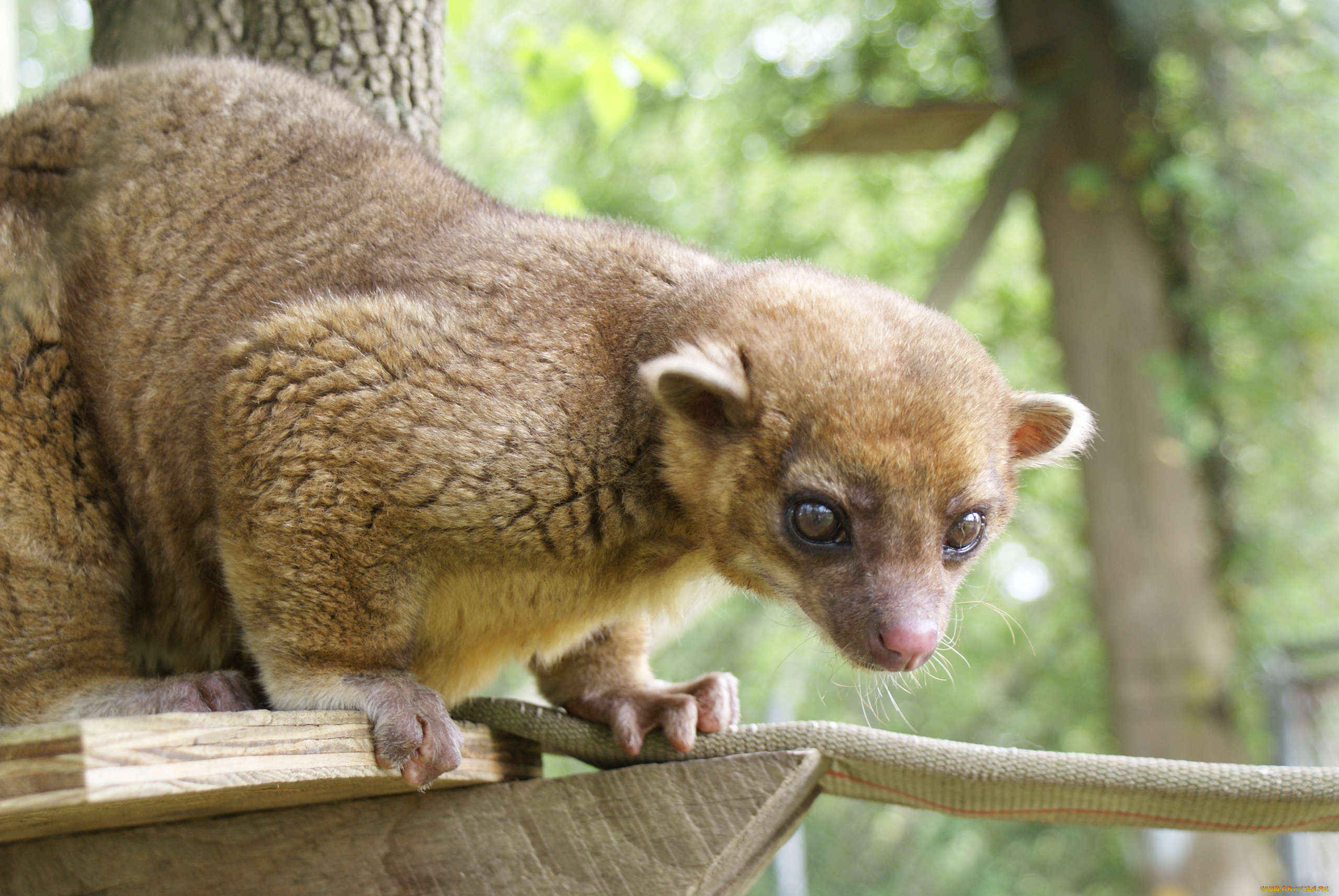 kinkajou, животные, еноты, млекопитающие, кинкажу, хищник