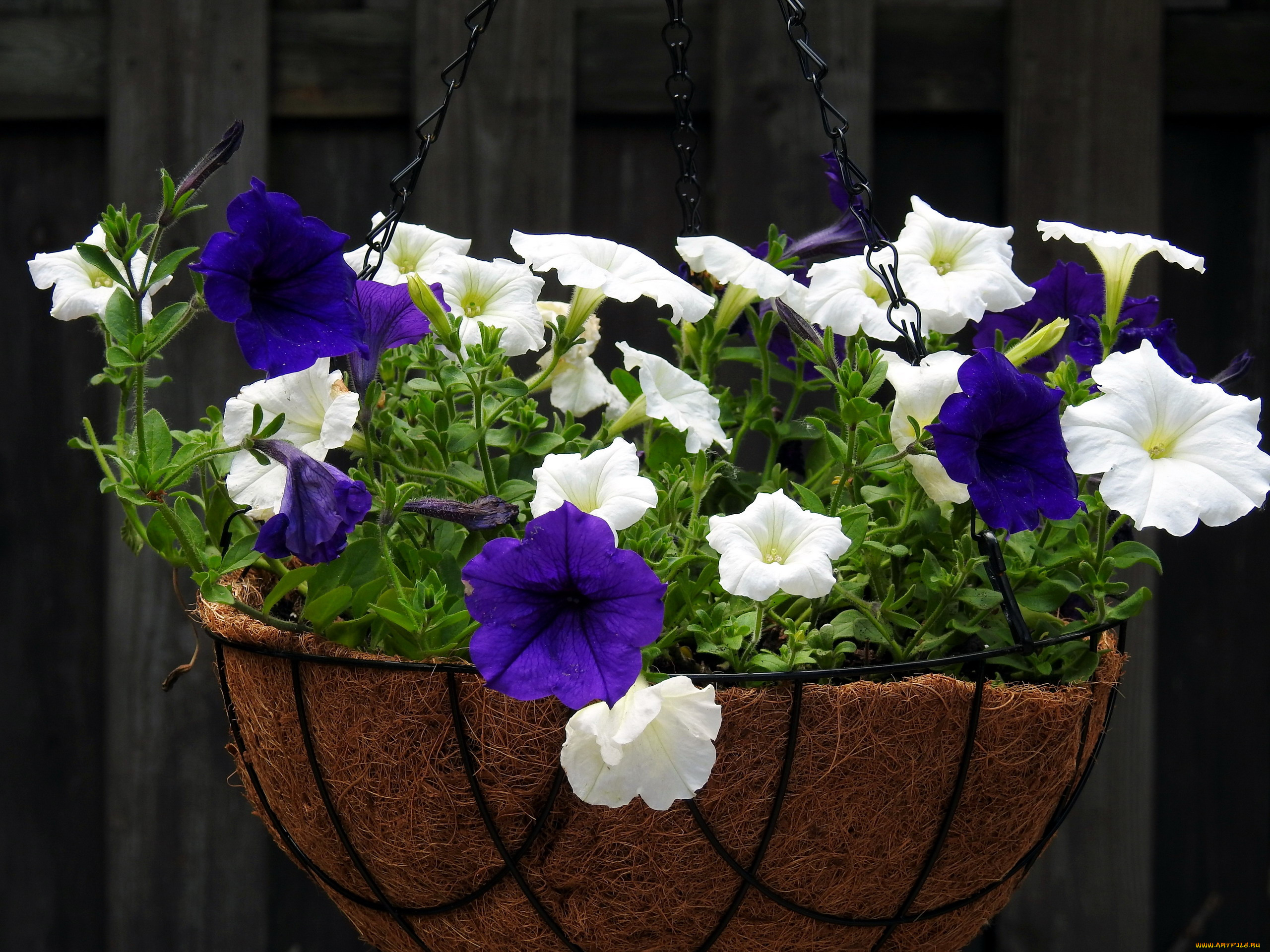 цветы, петунии, , калибрахоа, лиловый, белый