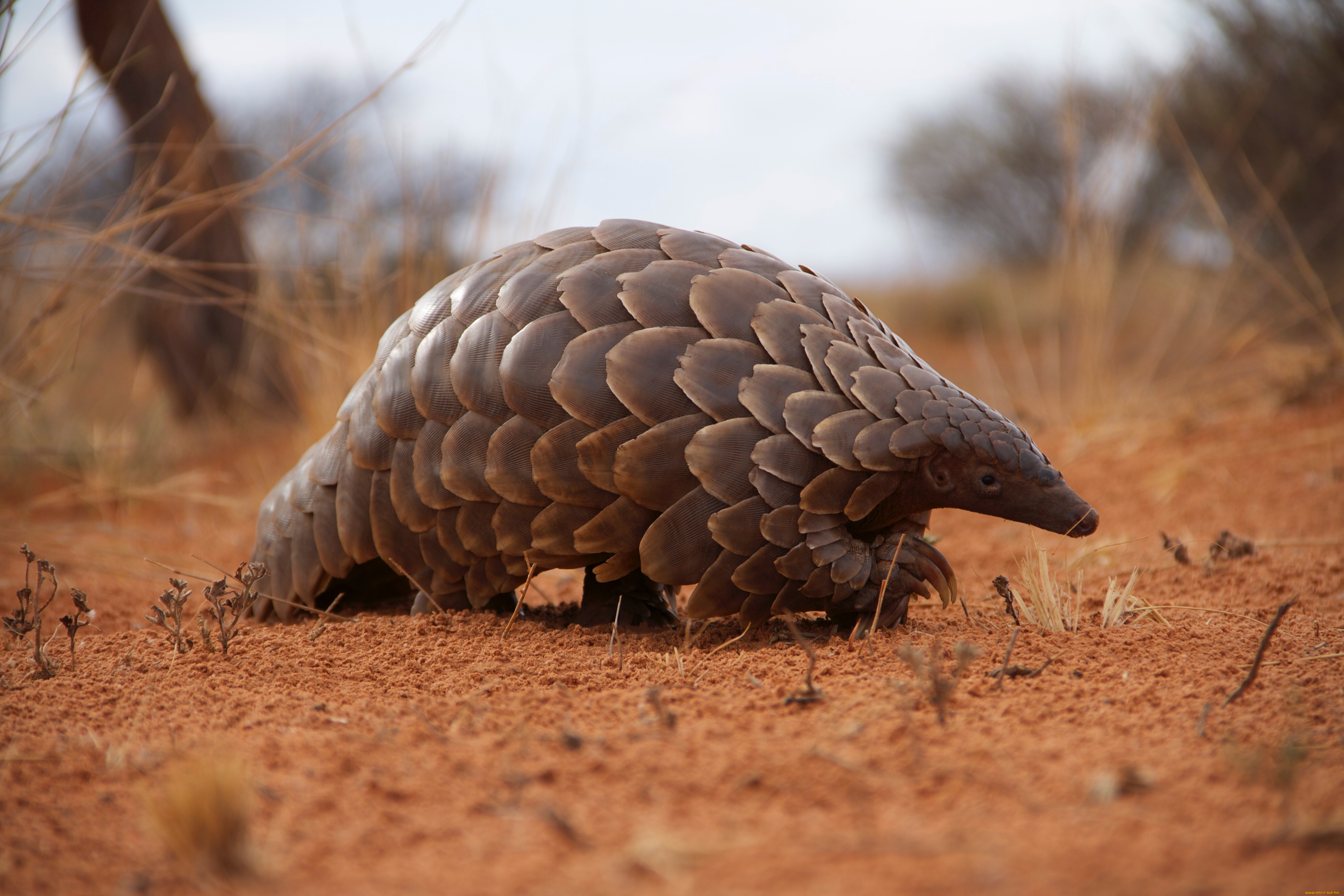 панголин, животные, броненосцы, , панголины, млекопитающие, хордовые, панцирь, панголины, ящер
