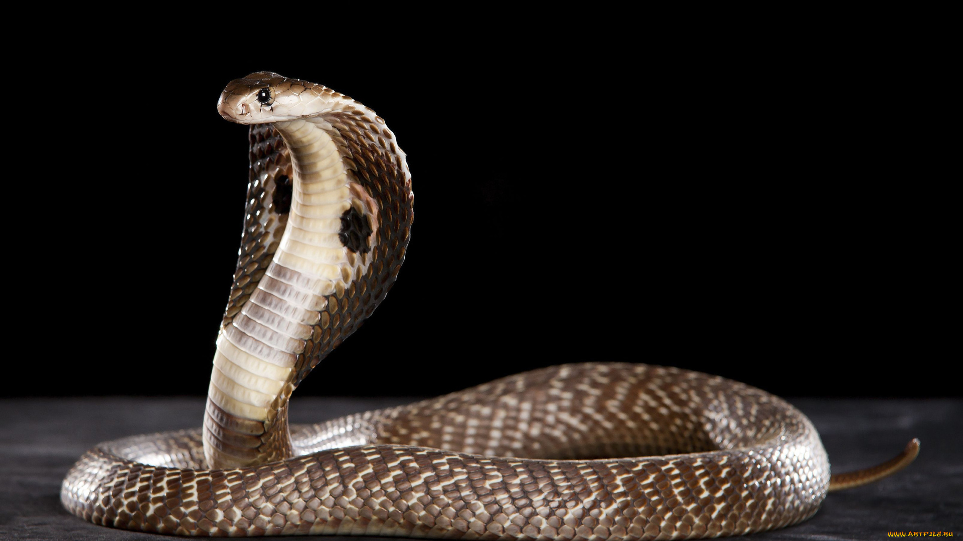 cobra, животные, змеи, , питоны, , кобры, змея, пресмыкающиеся, чешуйчатые, хордовые