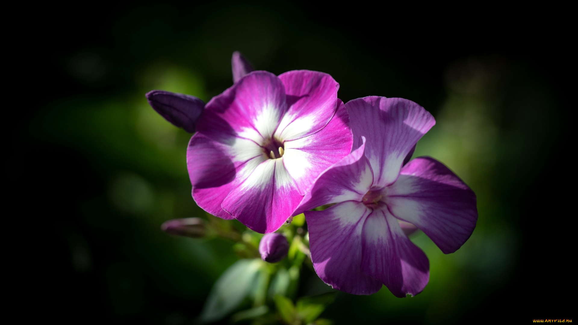 цветы, флоксы, макро