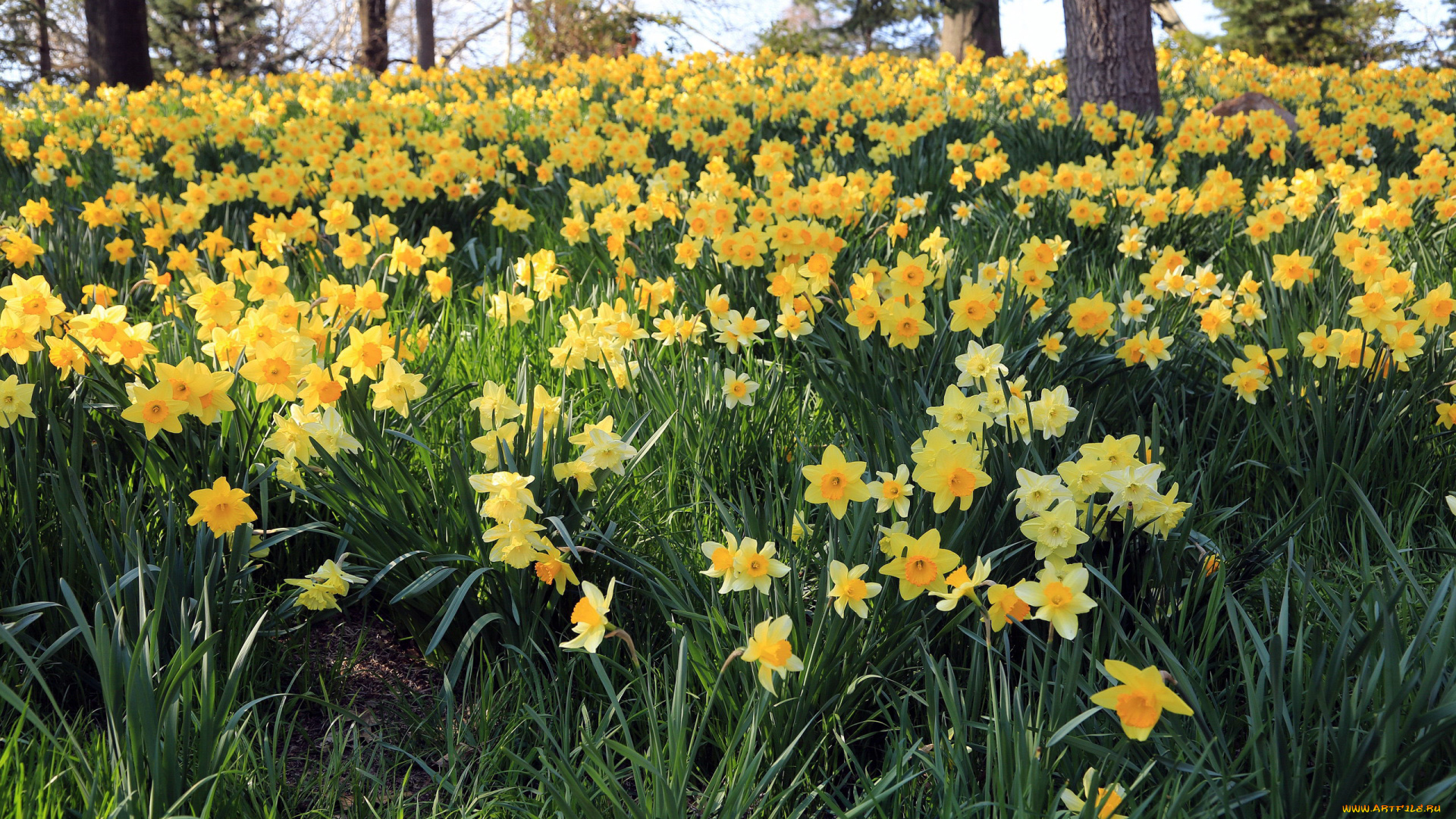 цветы, нарциссы, весна, желтые, много