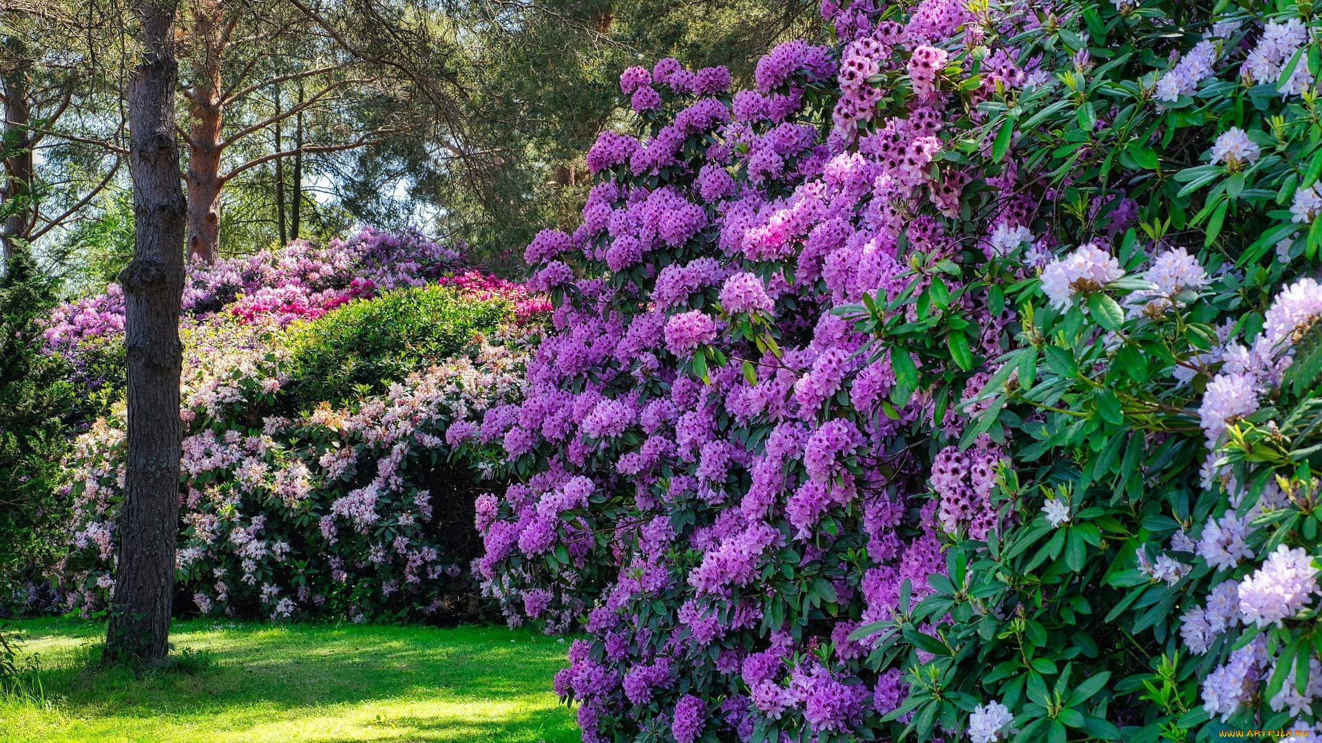 цветы, рододендроны, , азалии, парк, рододендроны, кусты