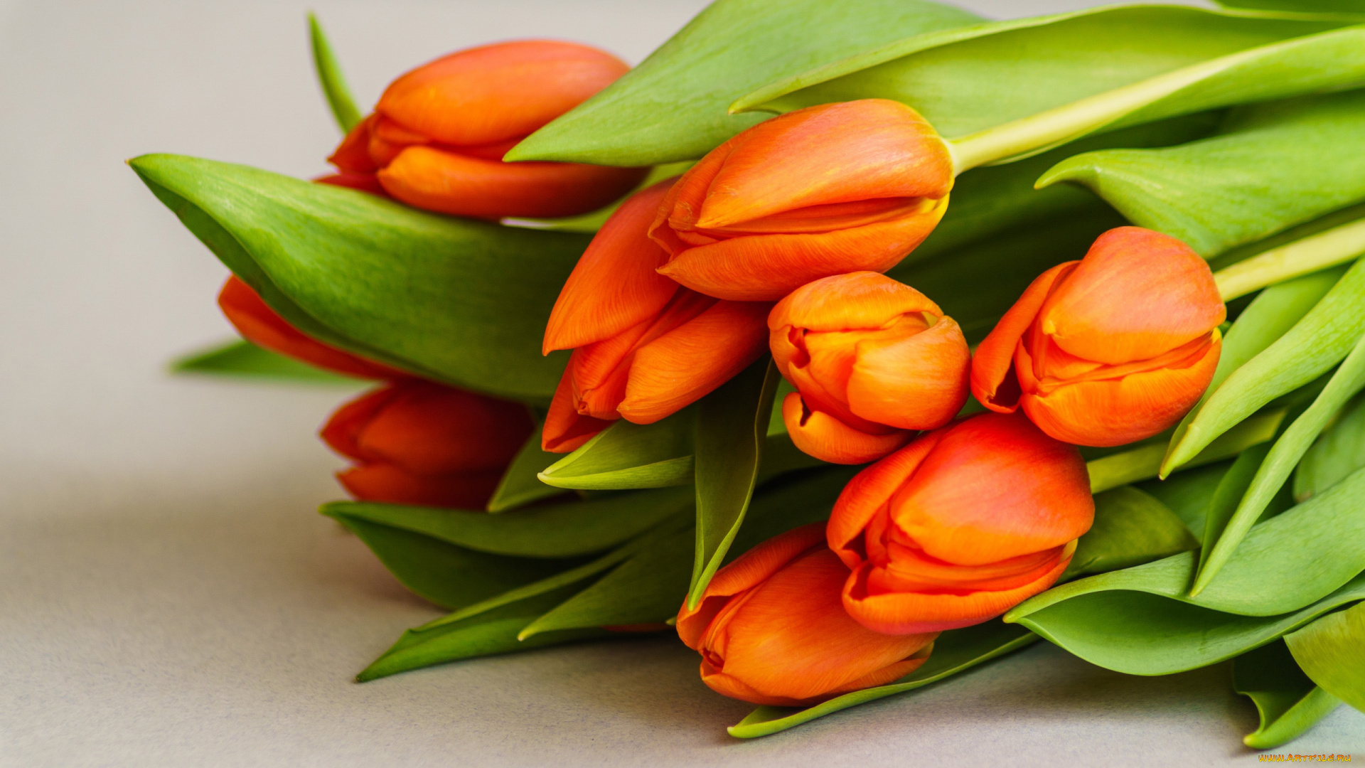 цветы, тюльпаны, оранжевые, бутоны