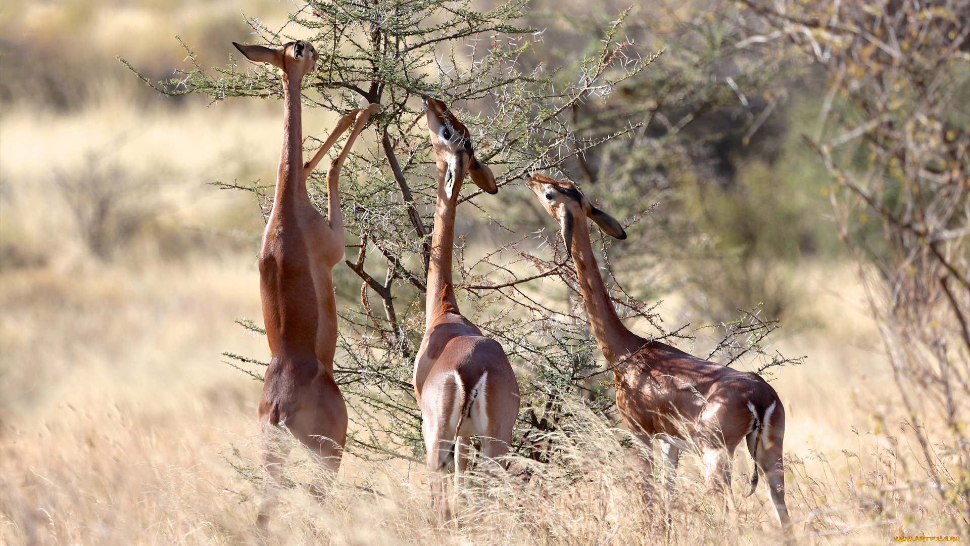 gerenuk, животные, антилопы, гаренук, антилопа, китопарнокопытные, полорогие, млекопитающие, гаренуки