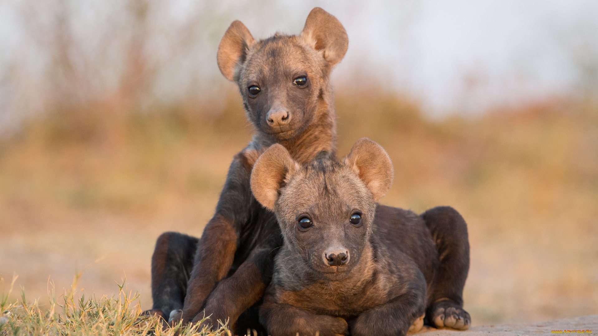 гиена, животные, гиены, , гиеновые, собаки, hyena, щенки, гиеновые, хищник, млекопитающее, шерсть, когти, оскал, зубы, африка
